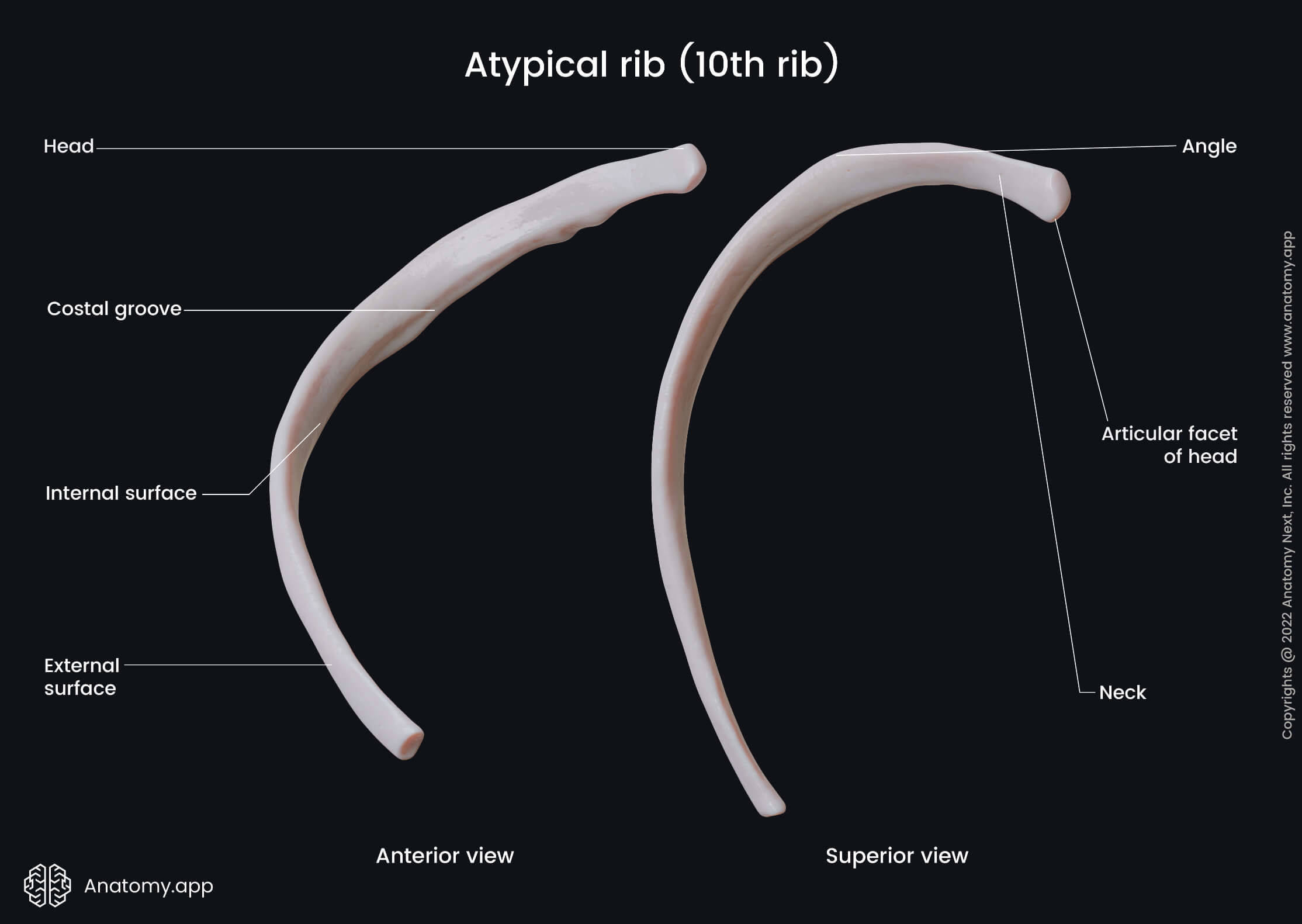 Thorax, Atypical ribs, Tenth rib, Landmarks, Anterior view, Superior view