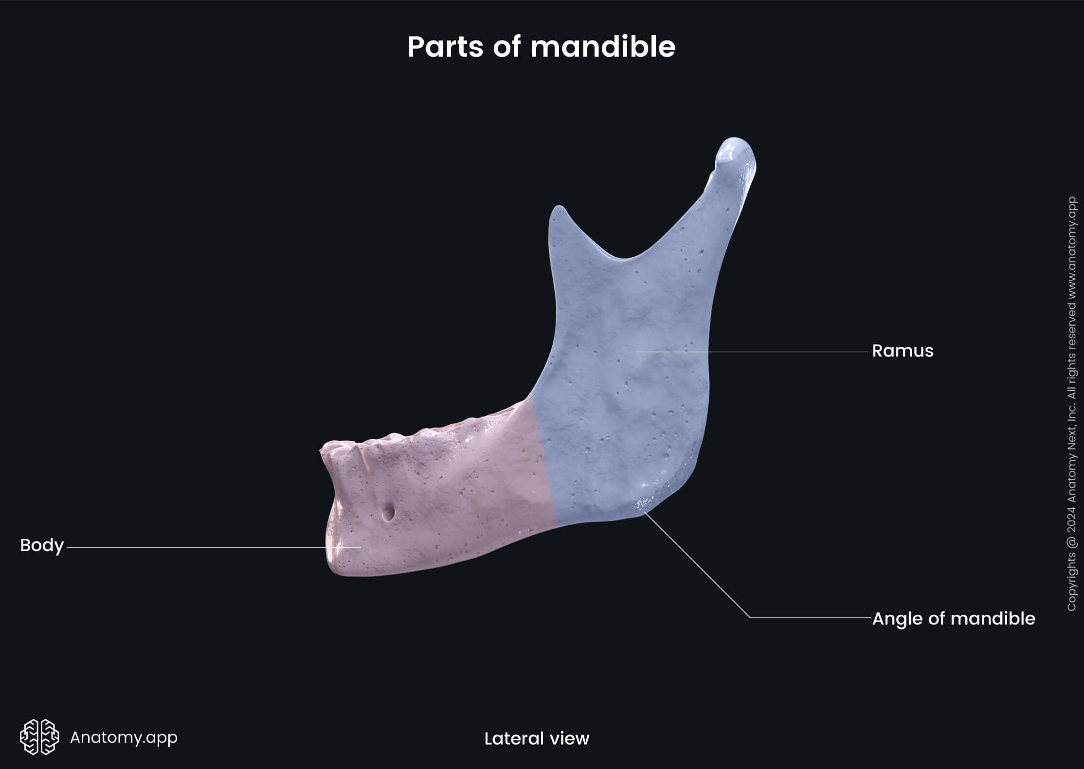 Head and neck, Skull, Viscerocranium, Facial skeleton, Mandible, Lower jaw, Parts of mandible, Body, Ramus, Lateral view