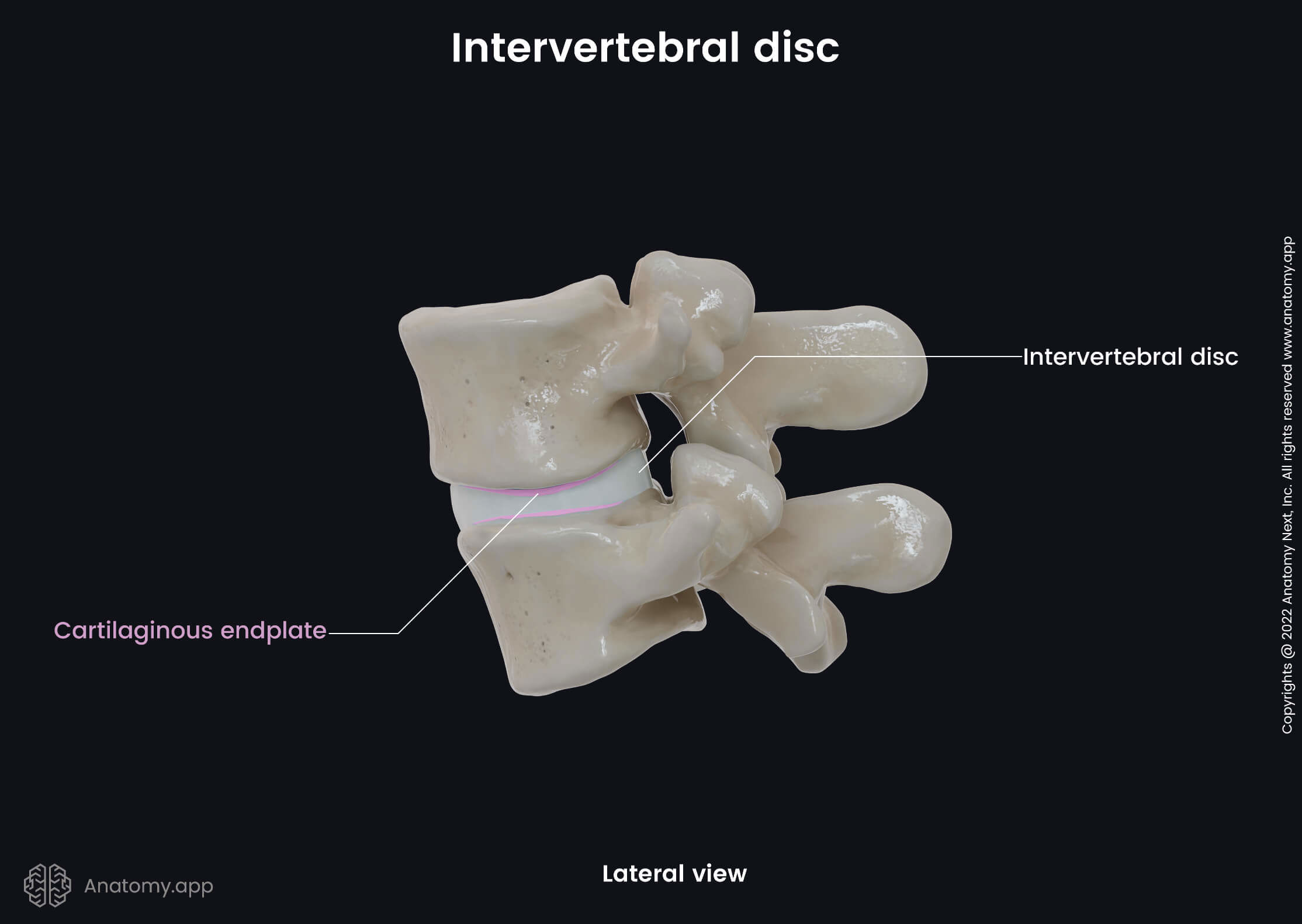 Intervertebral discs, Spine, Lumbar spine, Lateral view of lumbar spine, Vertebrae, Vertebrae and intervertebral discs, Human spine, Cartilaginous endplates