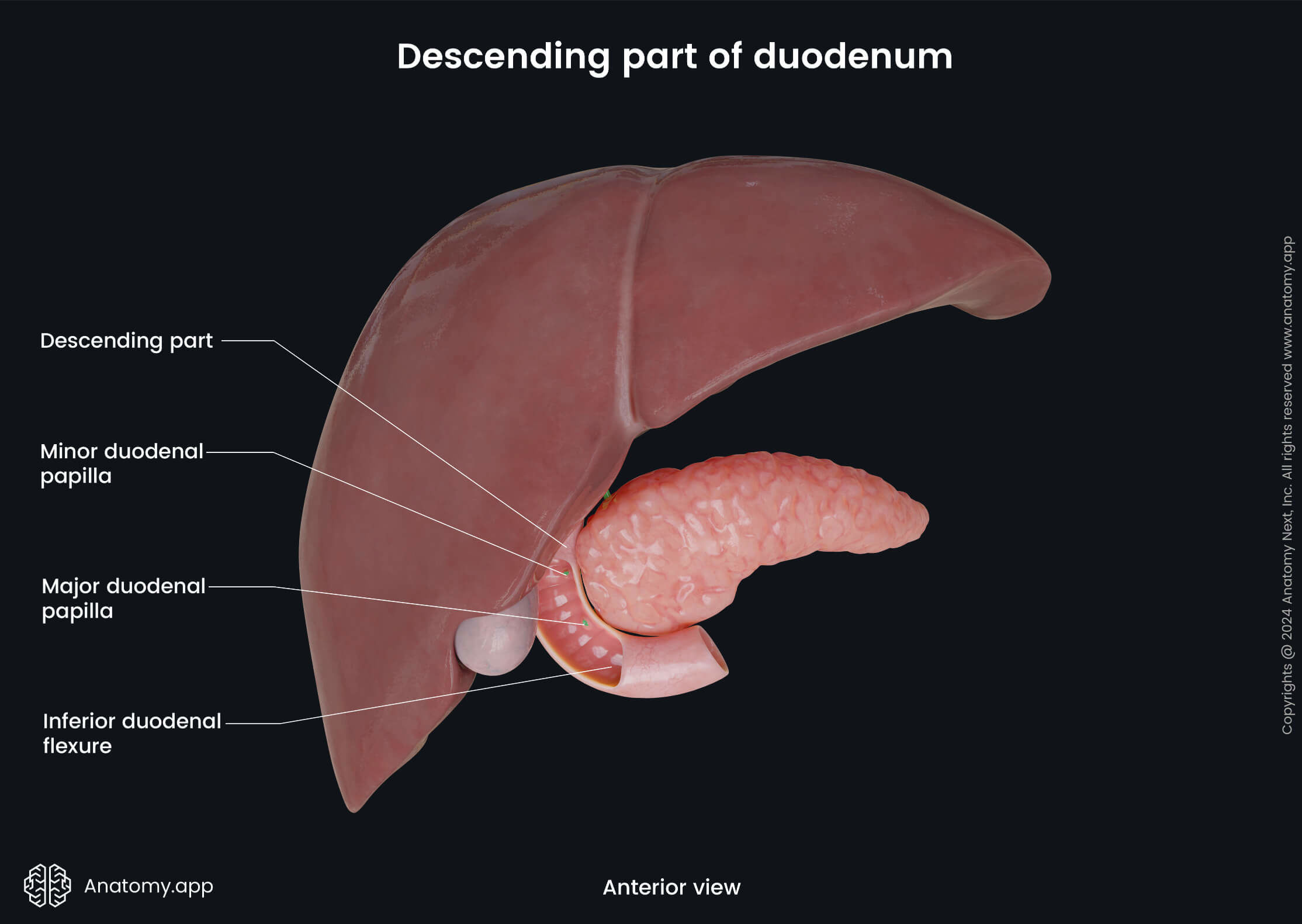 strointestinal tract, Intestines, Small intestine, Duodenum, Parts, Descending part, Duodenal papilla, Anterior view