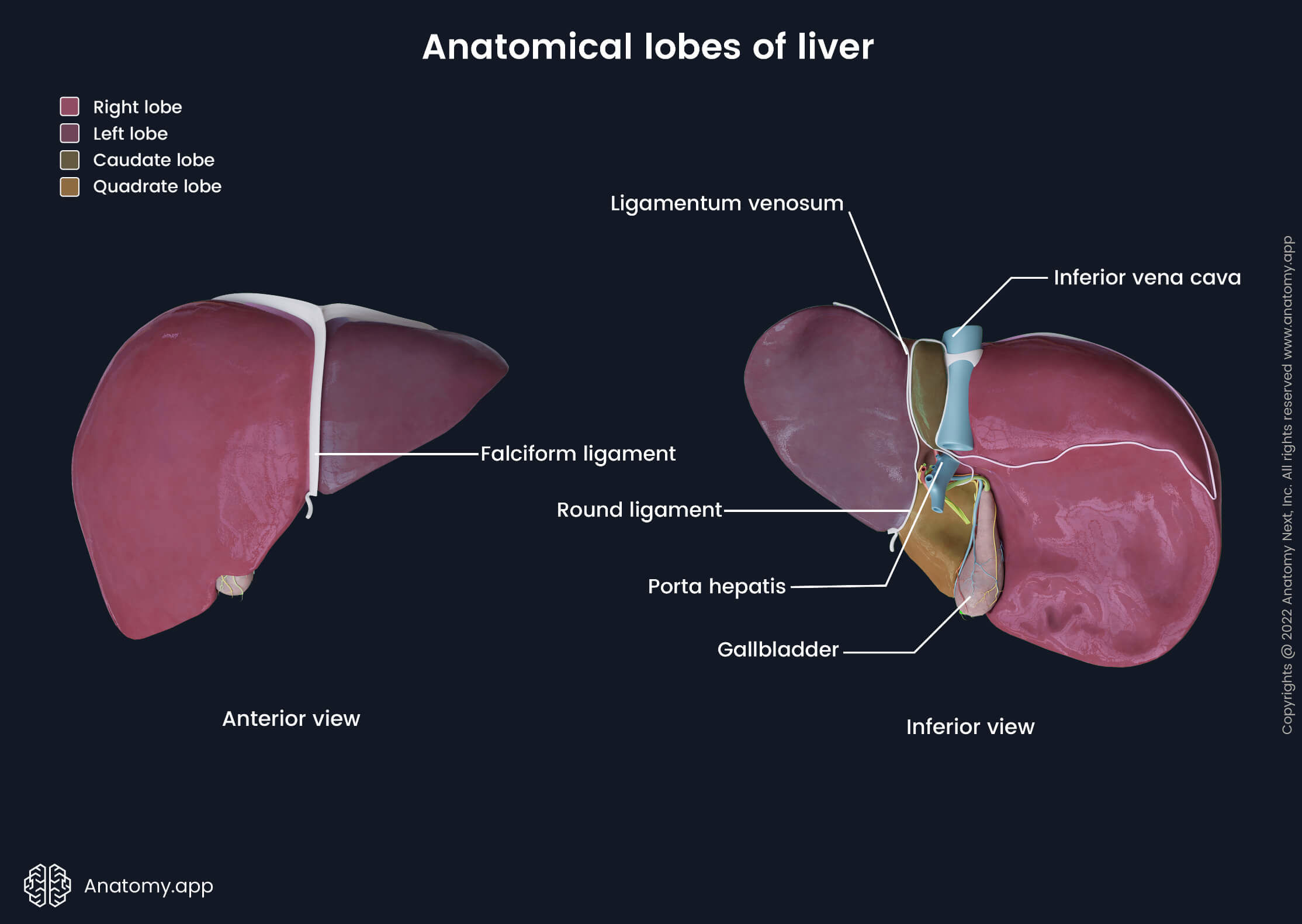 Liver, Diaphragmatic surface, Visceral surface, Left lobe of liver, Right lobe of liver, Caudate lobe, Quadrate lobe, Falciform ligament, Round ligament, Ligamentum venosum, Porta hepatis, Human liver, Abdominal organs, Accessory organ of digestive tract, Accessory organ