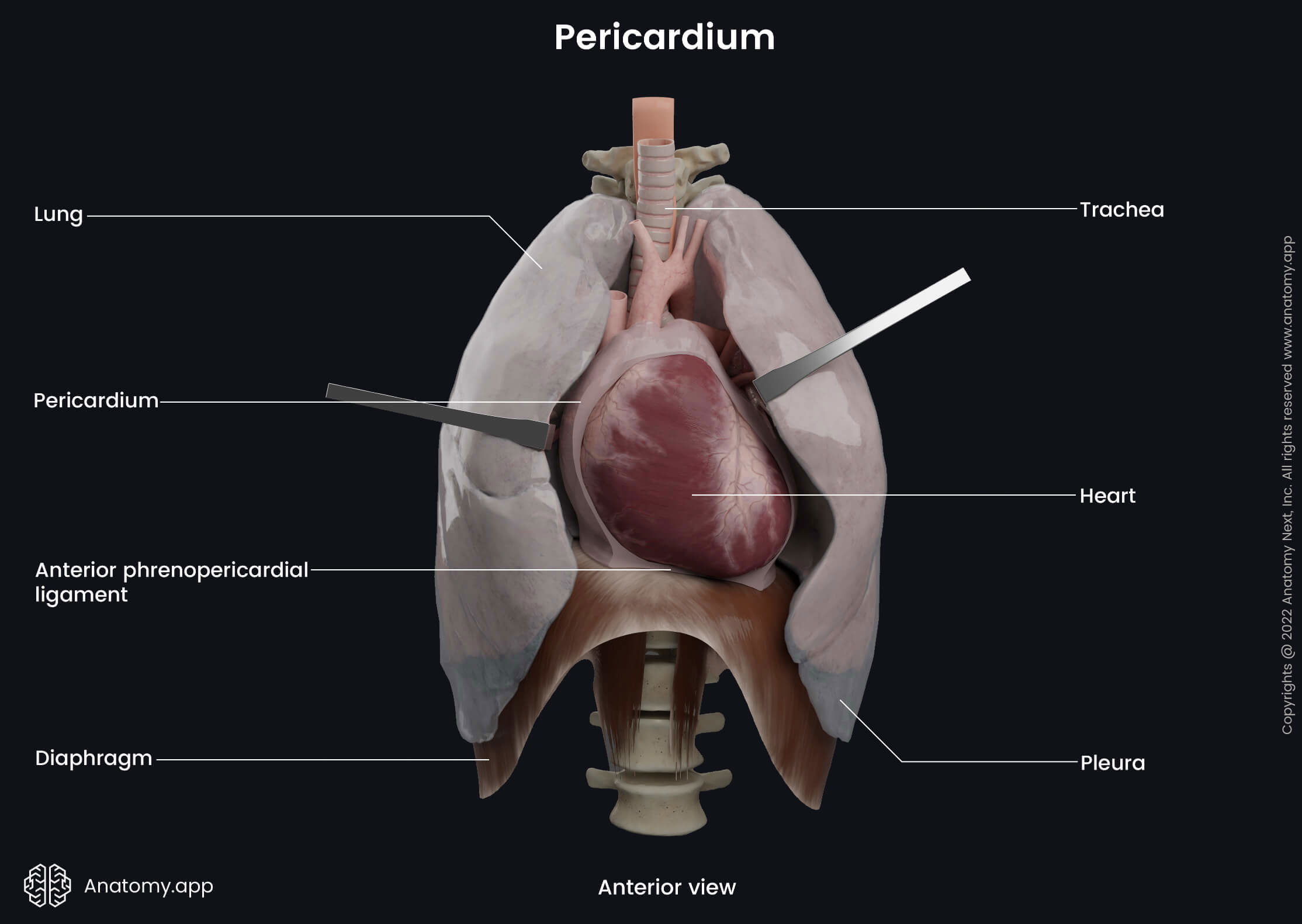 Pericardium, Heart, Heart wall, Layers of heart wall, Trachea, Lungs, Pleura, Diaphragm, Esophagus, Anterior phrenicopericardial ligament, Anterior view