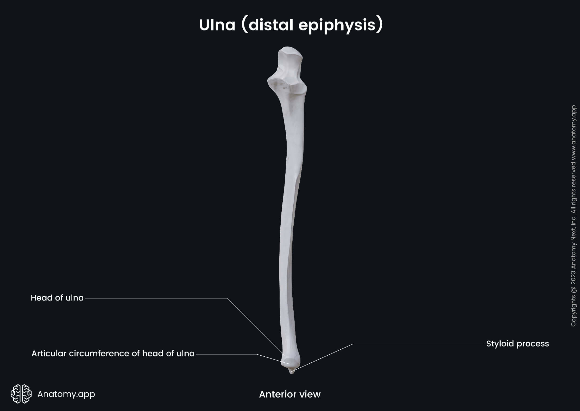 Ulna, Landmarks, Forearm bones, Distal epiphysis, Skeleton of forearm, Human skeleton, Upper extremity, Skeleton of upper extremity, Anterior view