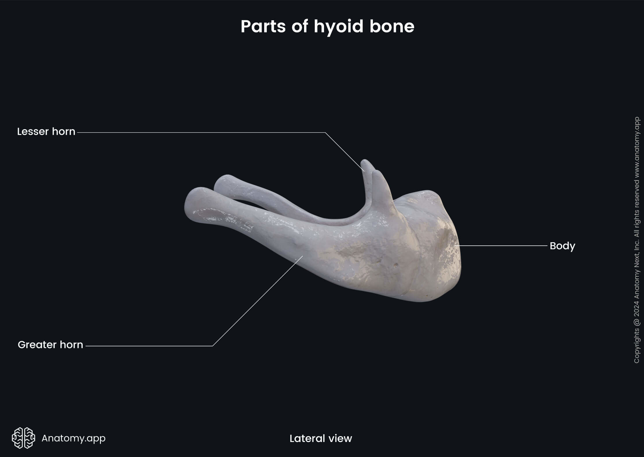 Head and neck, Skeletal system, Skull, Cranium, Viscerocranium, Bones, Hyoid bone, Parts, Lesser horn, Greater horn, Body, Lateral view