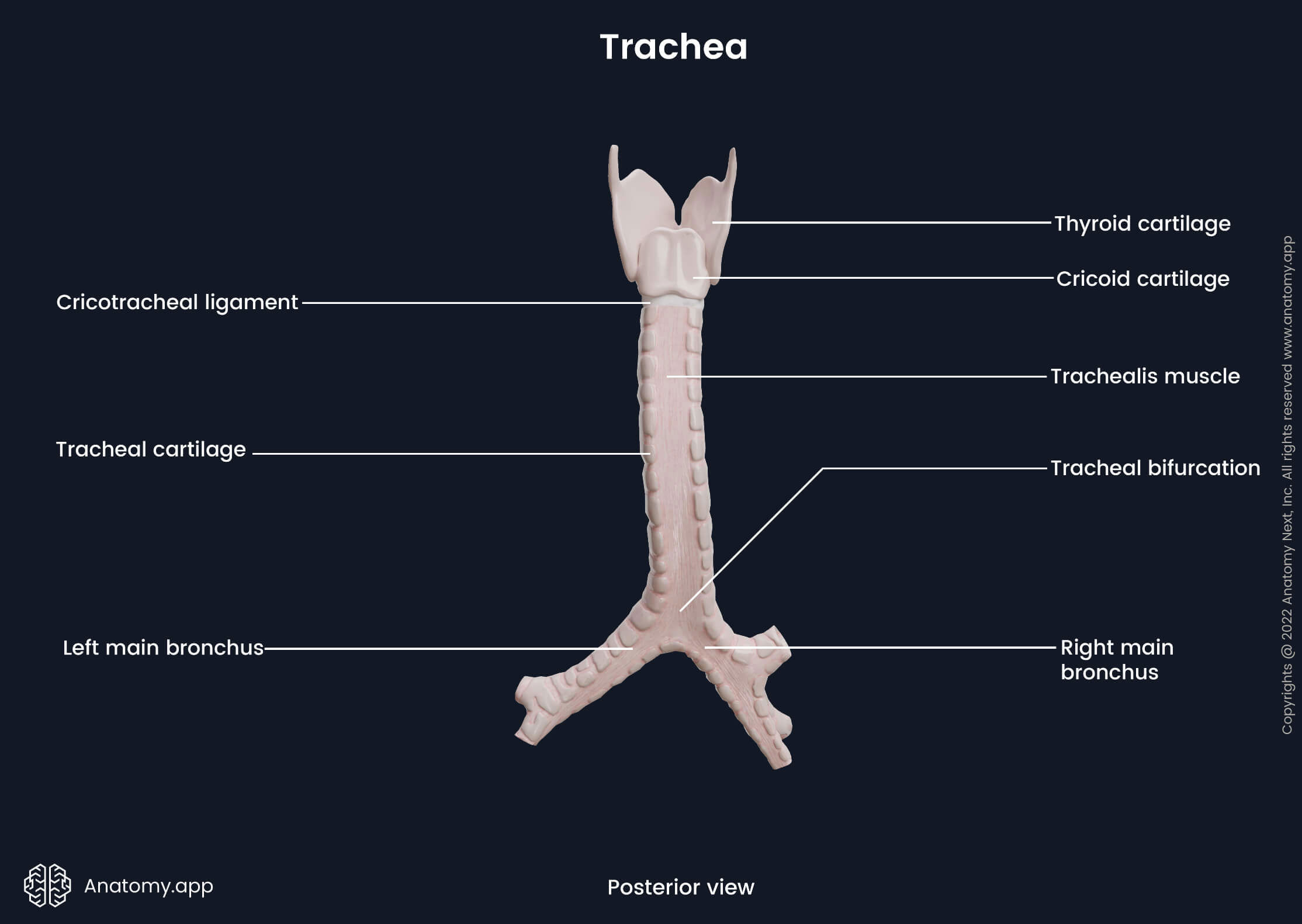 Trachea and main bronchi, Posterior view, Landmarks, Anatomy