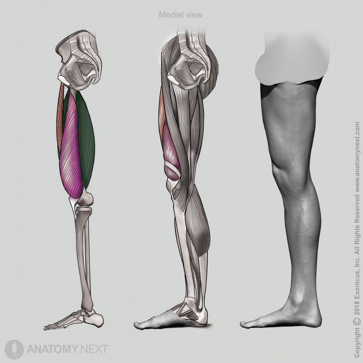 Vastus medialis, Vastus lateralis, Vastus intermedius, Rectus femoris, Quadriceps femoris, Medial view of quadriceps femoris, Thigh muscles, Anterior compartment of thigh, Anterior compartment muscles, Human thigh