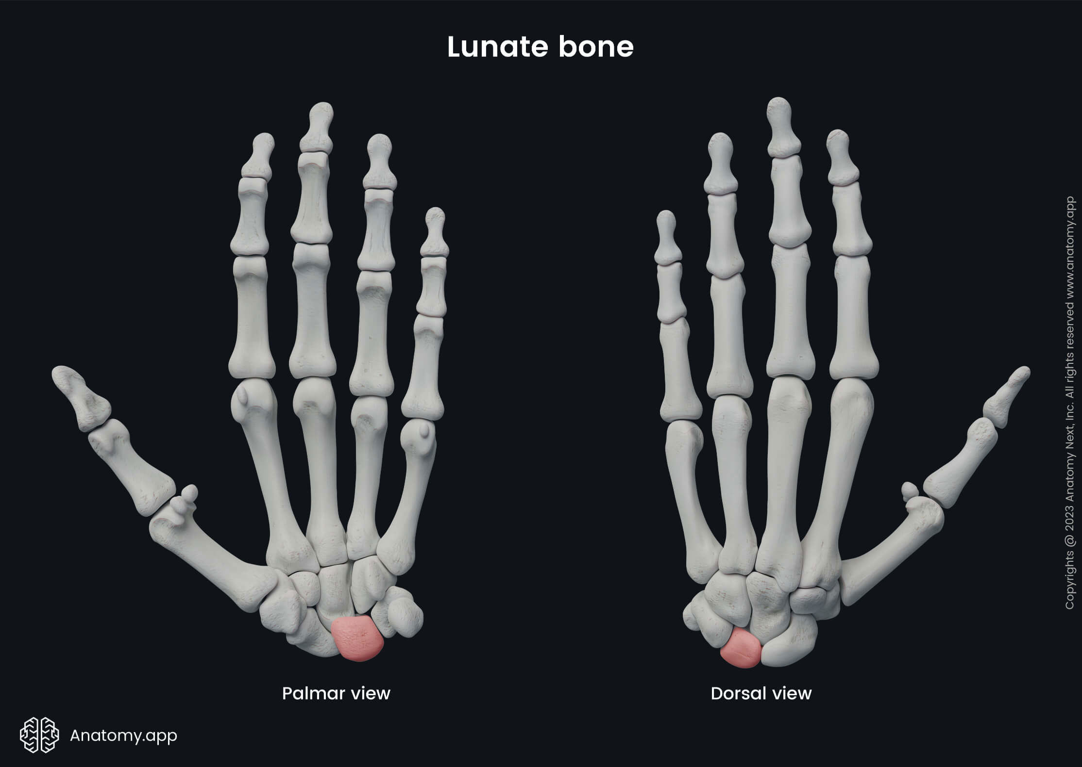 Upper limb, Upper extremity, Skeletal system, Hand bones, Carpals, Carpal bones, Lunate, Human hand, Human skeleton, Bones of hand, Palmar view, Dorsal view