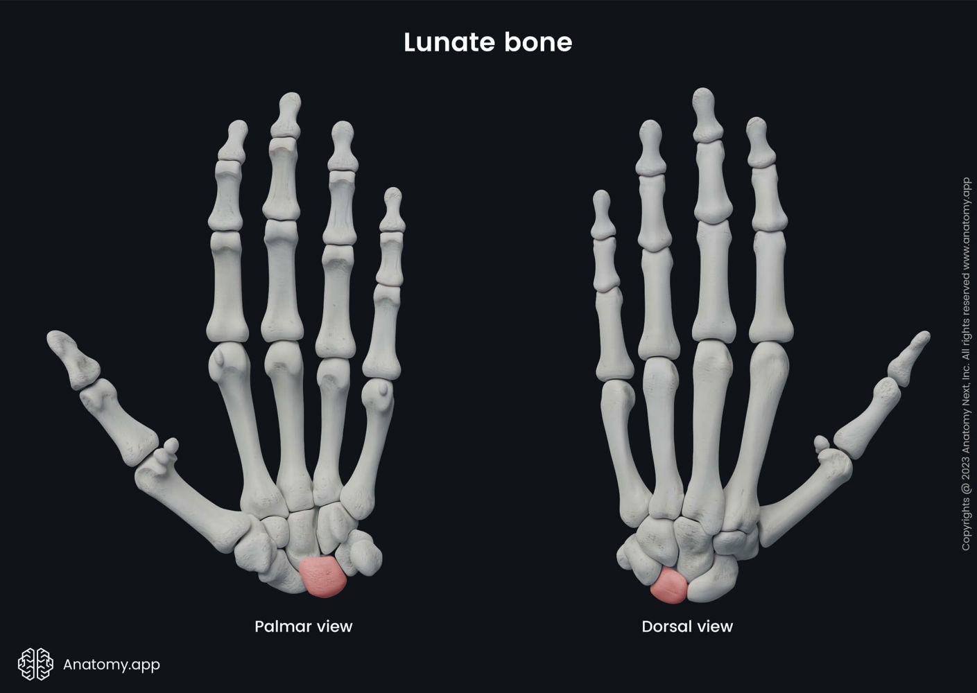Lunate | Anatomy.app