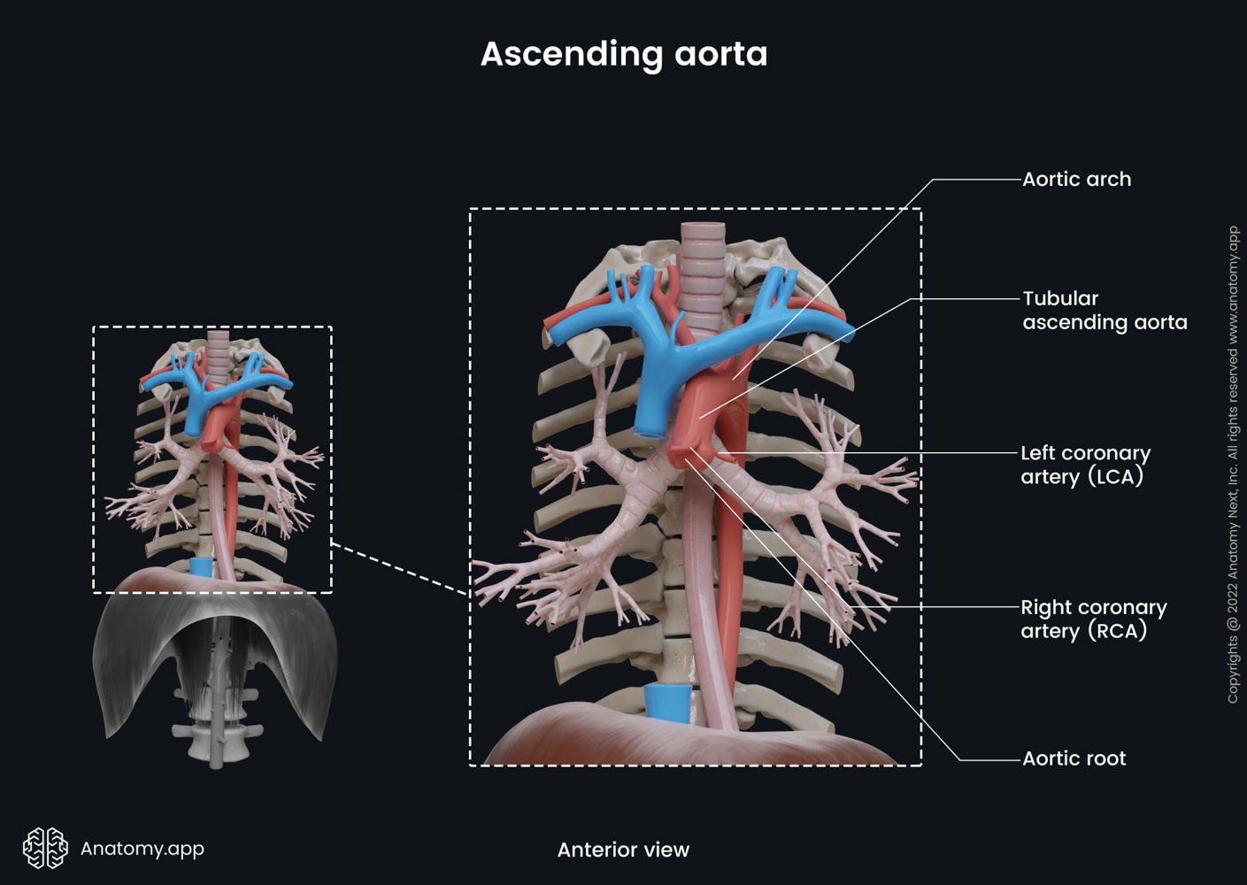 Ascending aorta anatomy app