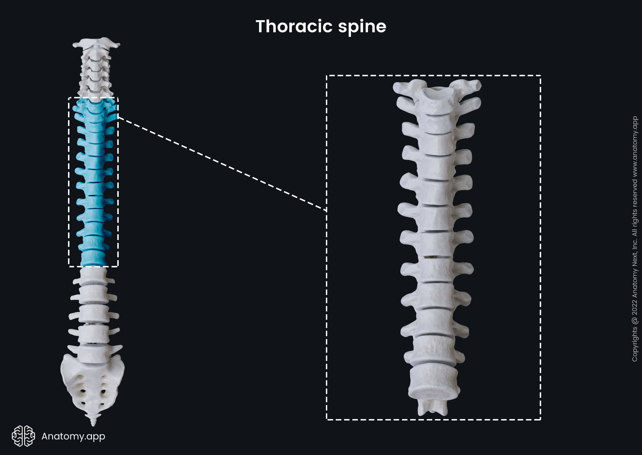 Spine, Thoracic spine, Cervical spine, Lumbar spine, Sacrum, Coccyx, Anterior view