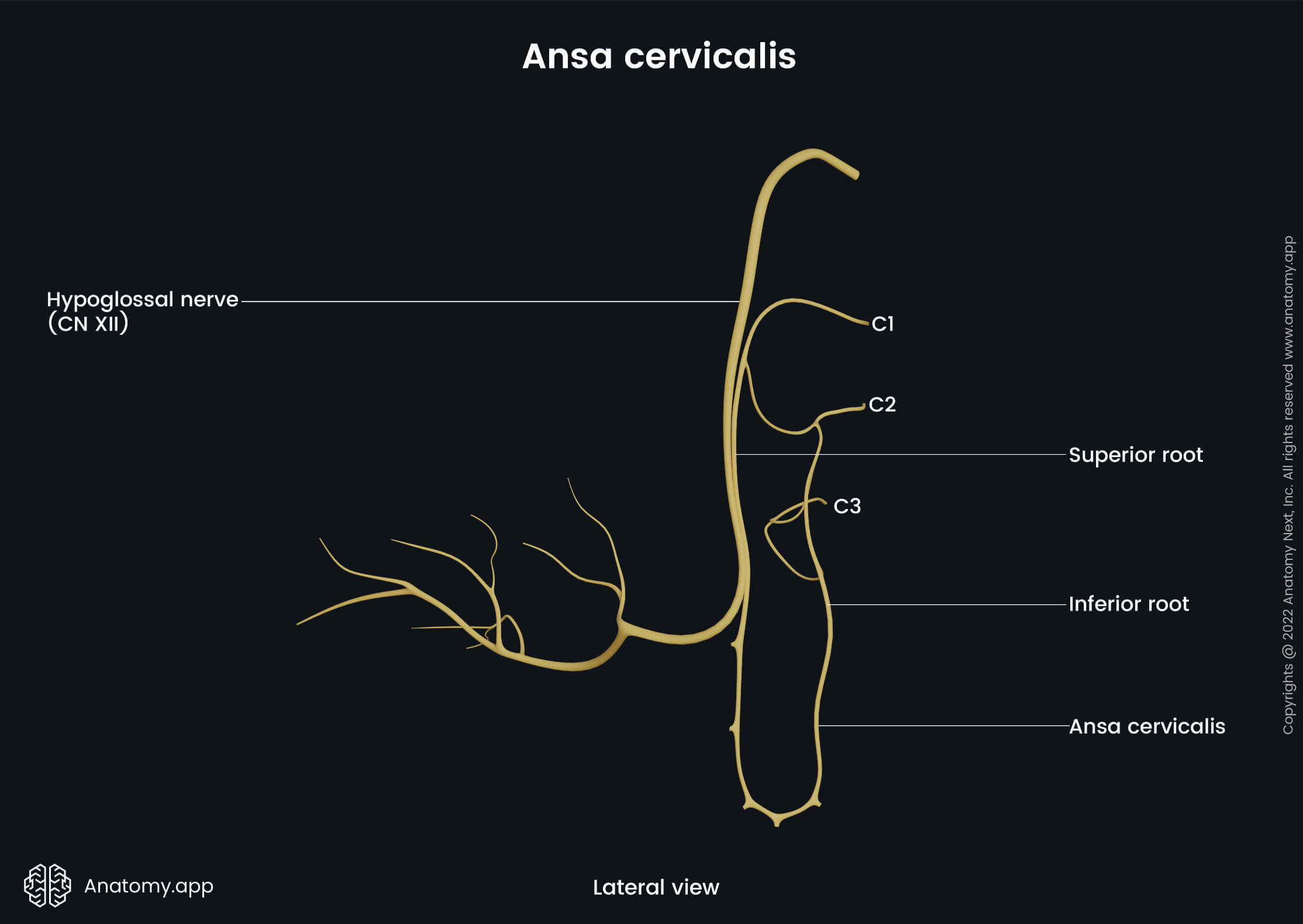 Head and neck, Nervous system, Cranial nerves, Hypoglossal nerve, CN XII, Ansa cervicalis, Superior root, Inferior root, Lateral view