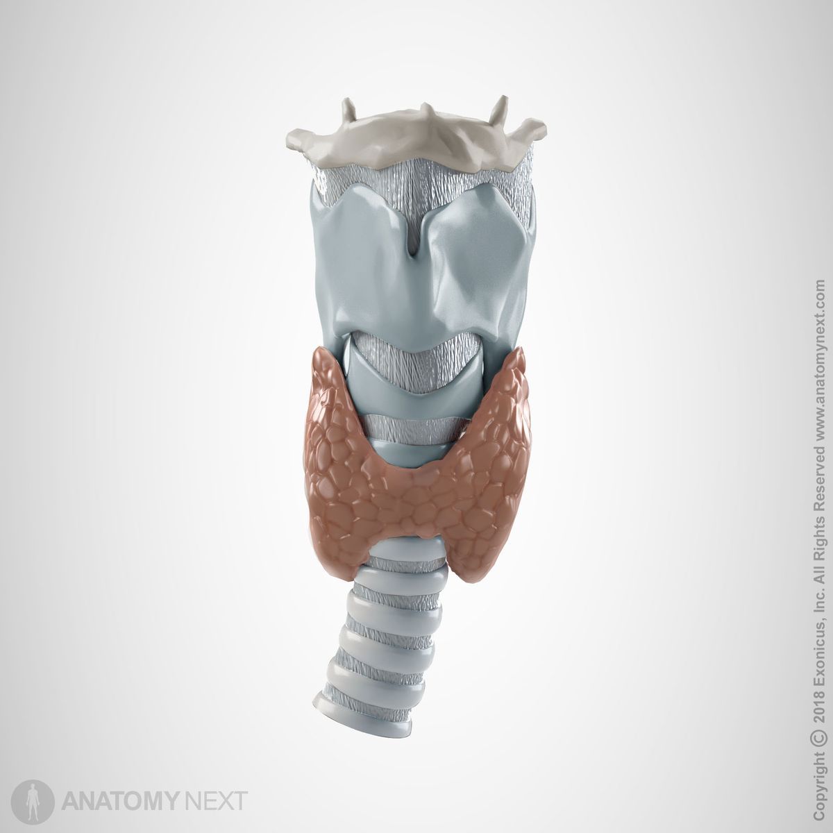 Hyoid bone, larynx, trachea and thyroid gland (anterior view)