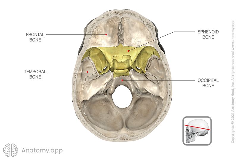 Skull base, sphenoid bone colored (yellow), superior view