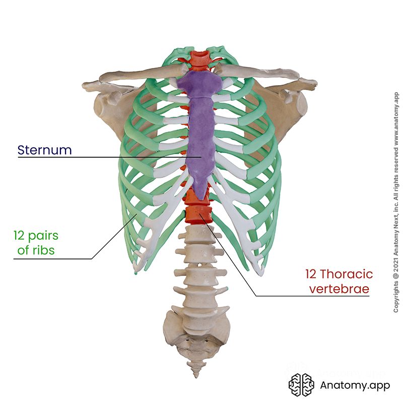 Thoracic cage | Media Library | Anatomy.app | Learn anatomy | 3D models ...