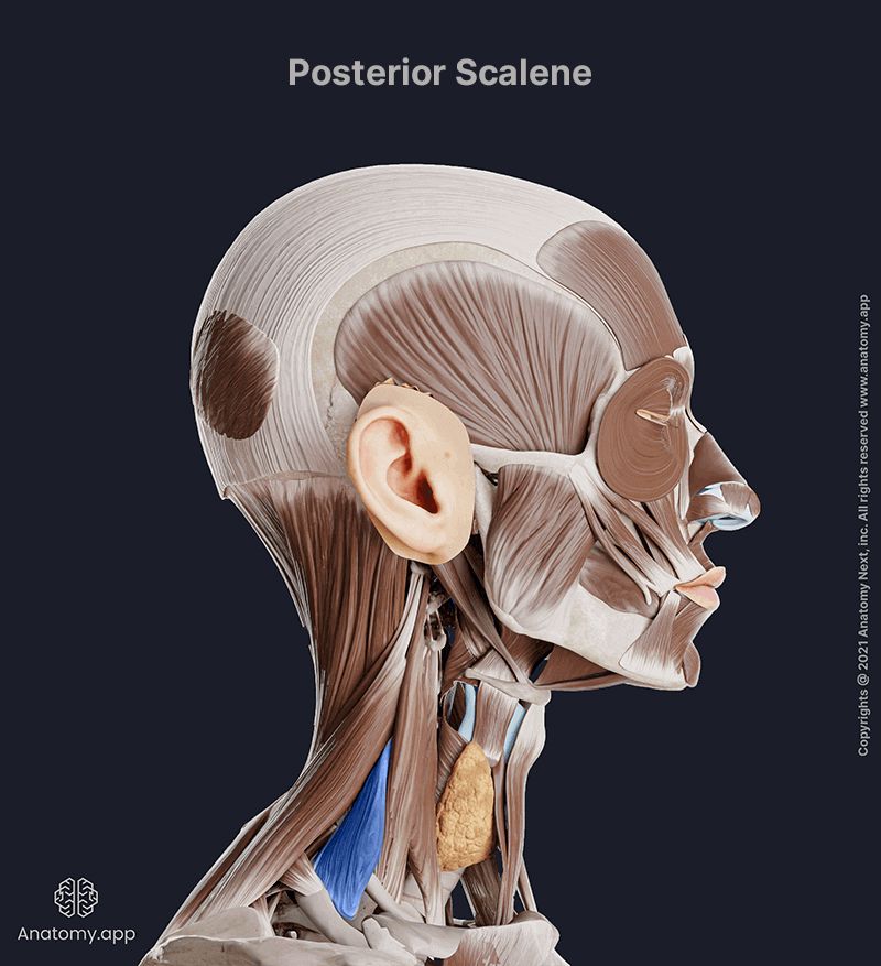 Posterior scalene, Posterior scalene muscle, Scalene muscles, Lateral neck muscles, Neck muscles, Head and neck muscles, Lateral view, Posterior scalene colored blue