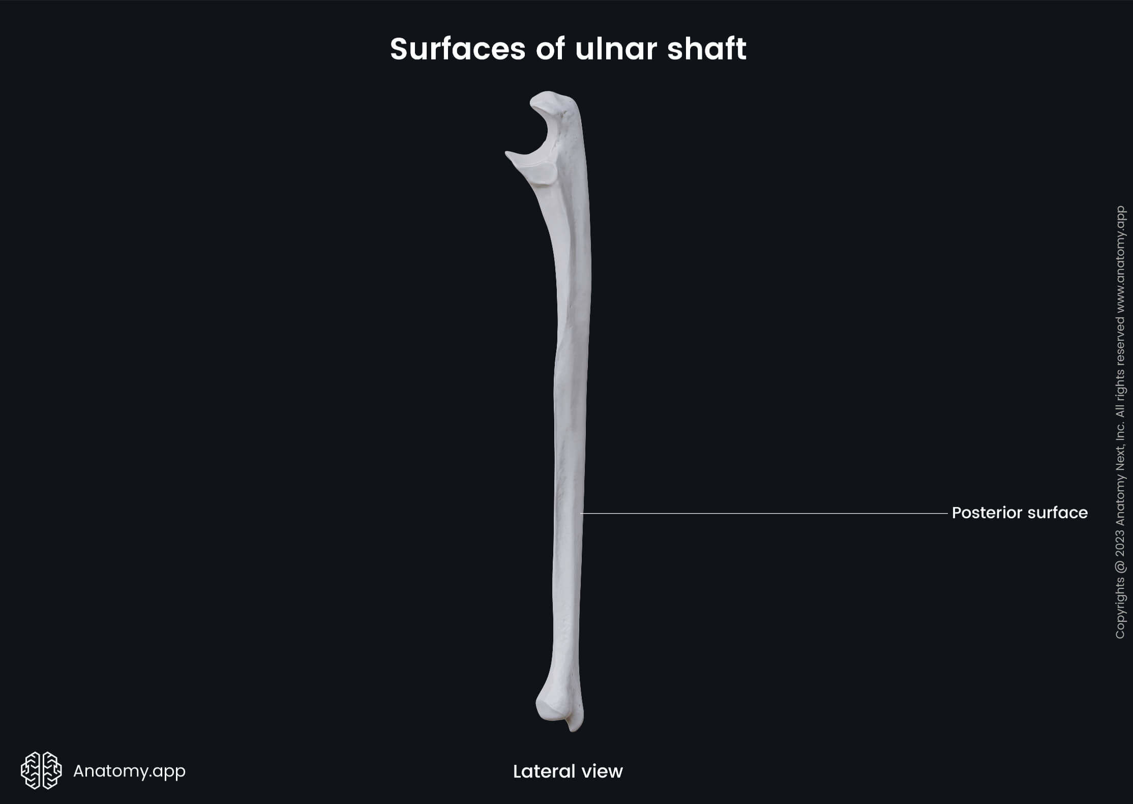 Human skeleton, Bones of upper extremity, Skeleton of upper limb, Forearm bones, Ulna, Surfaces, Lateral view