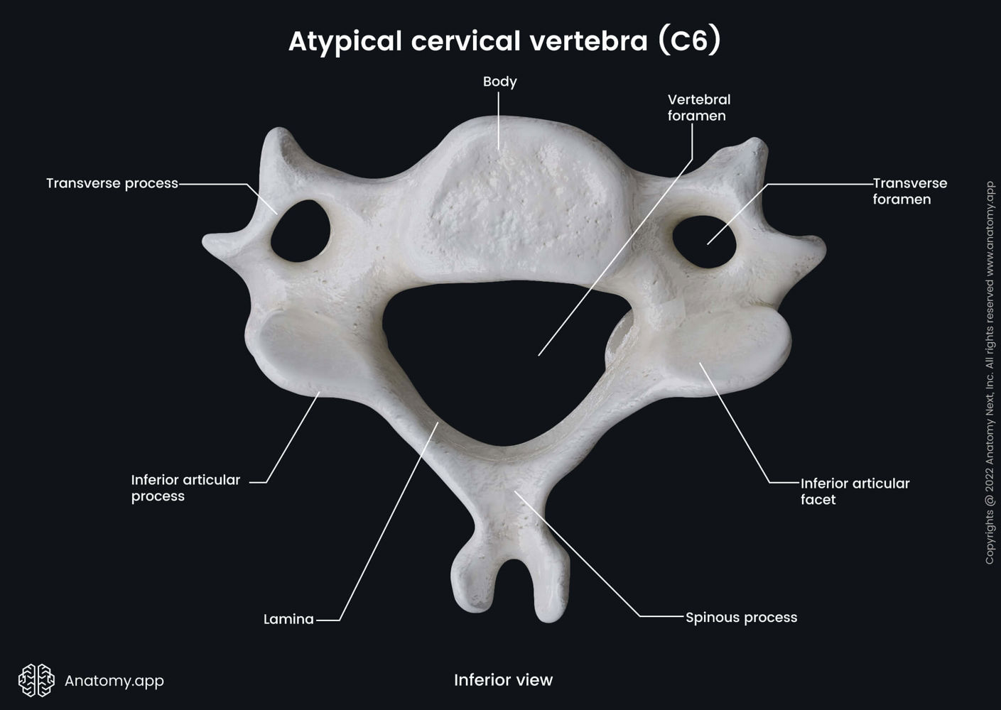 Sixth cervical vertebra (inferior view) | Anatomy.app