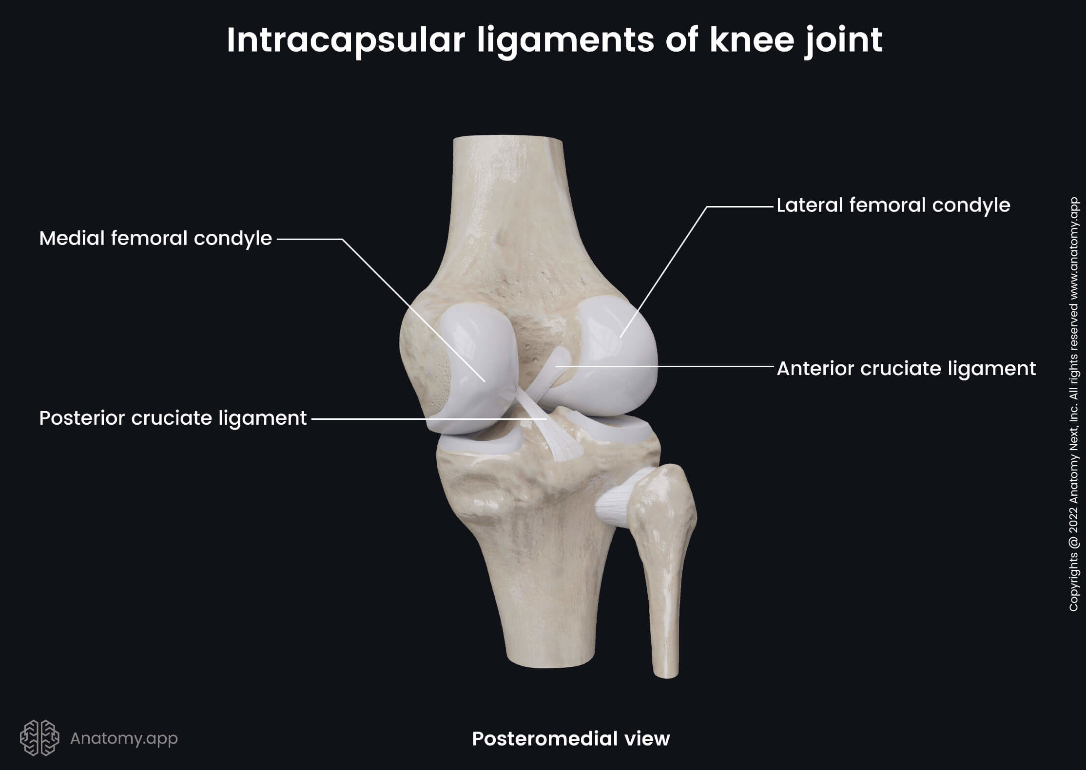 Knee joint, Intracapsular ligaments, Tibia, Fibula, Femur, Posteromedial view