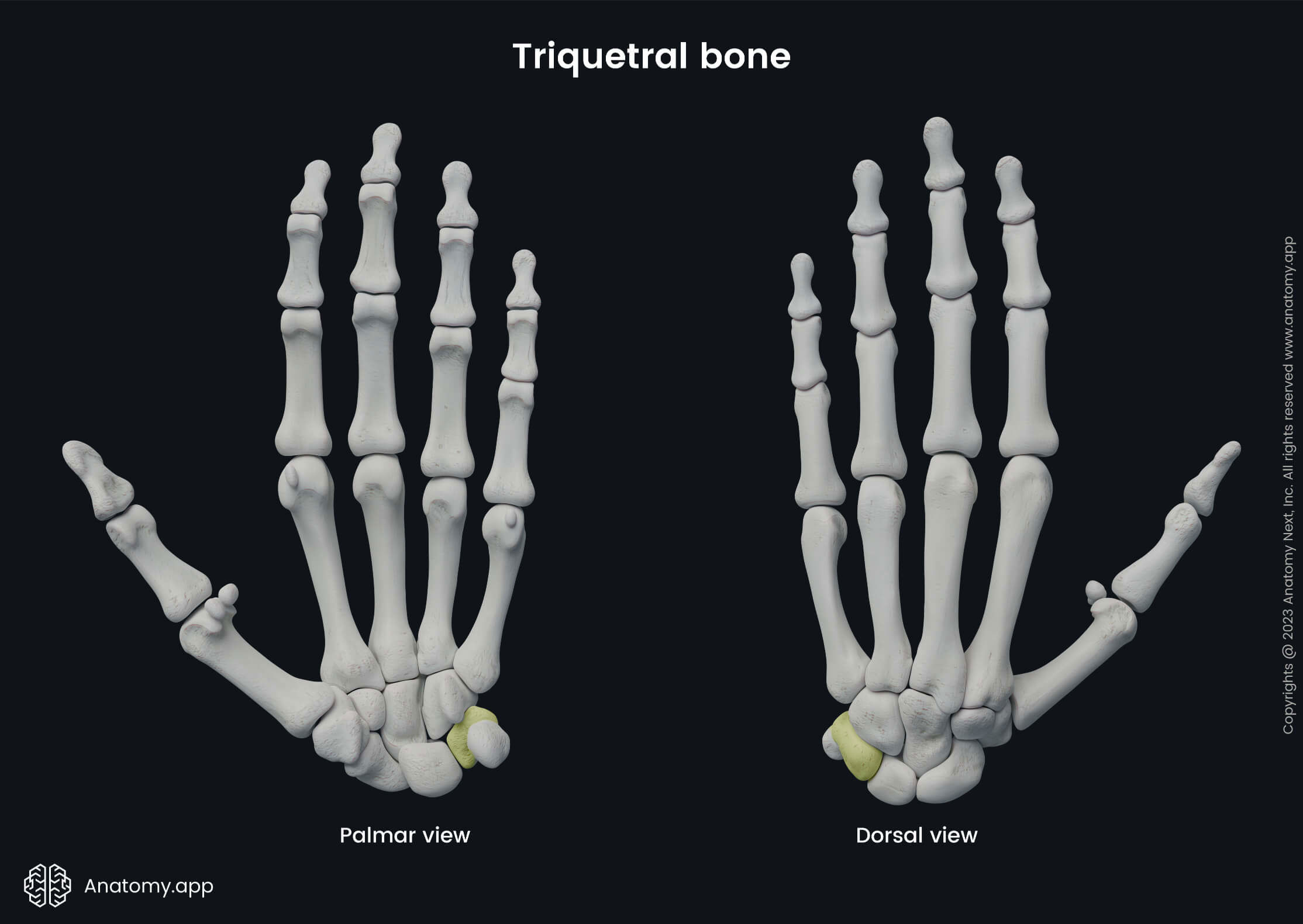 Upper limb, Upper extremity, Skeletal system, Hand bones, Carpals, Carpal bones, Triquetral, Human hand, Human skeleton, Bones of hand, Palmar view, Dorsal view