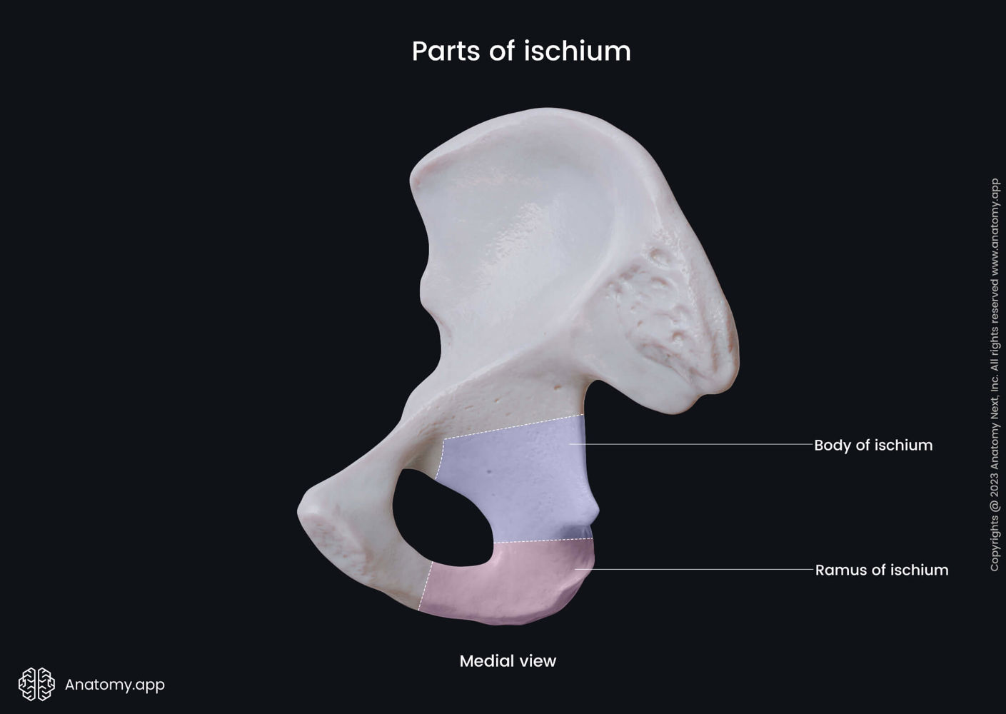 Parts of ischium (medial view) | Media Library | Anatomy.app | Learn ...