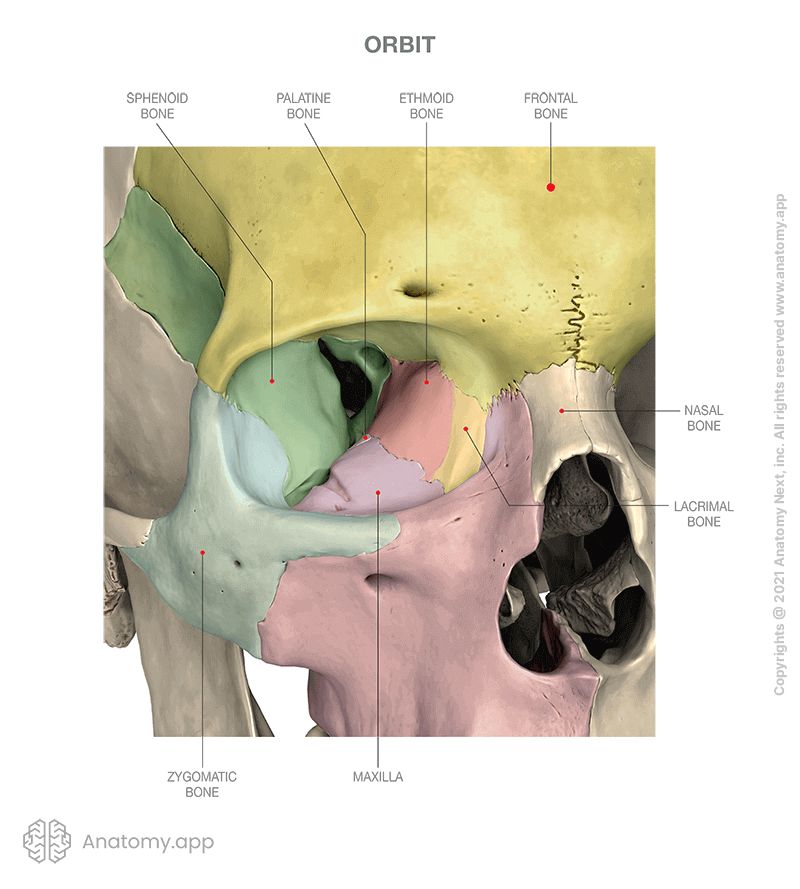 Bones forming orbit (colored), anterior aspect of skull