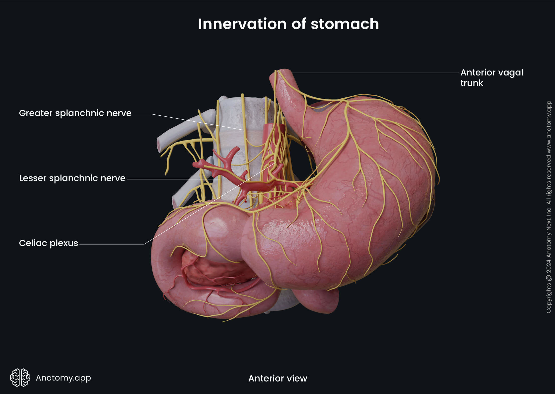 Abdomen, Digestive system, Gastrointestinal tract, Stomach, Innervation, Anterior view