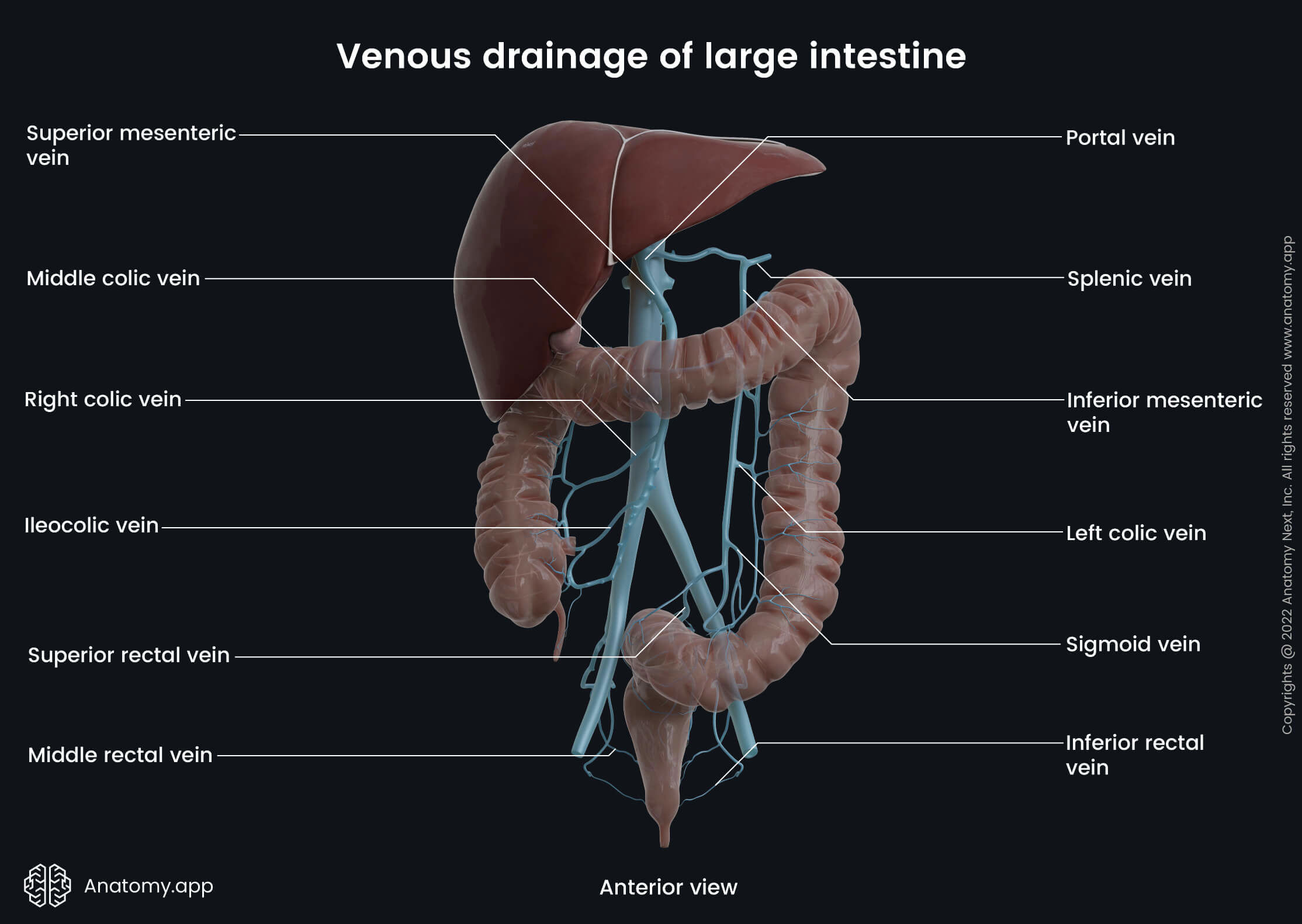 Large intestine and its venous drainage, Hepatic portal system, Systemic circulation, Abdominal veins, Anterior view, Liver, Inferior mesenteric vein, Superior mesenteric vein, Iliac veins