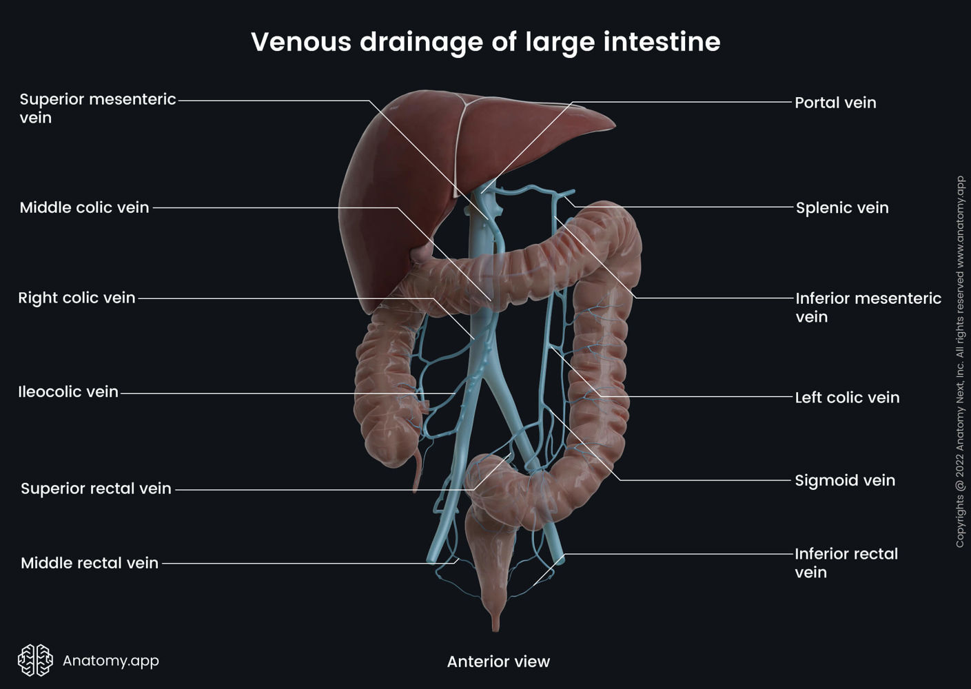 Venous drainage of large intestine | Anatomy.app