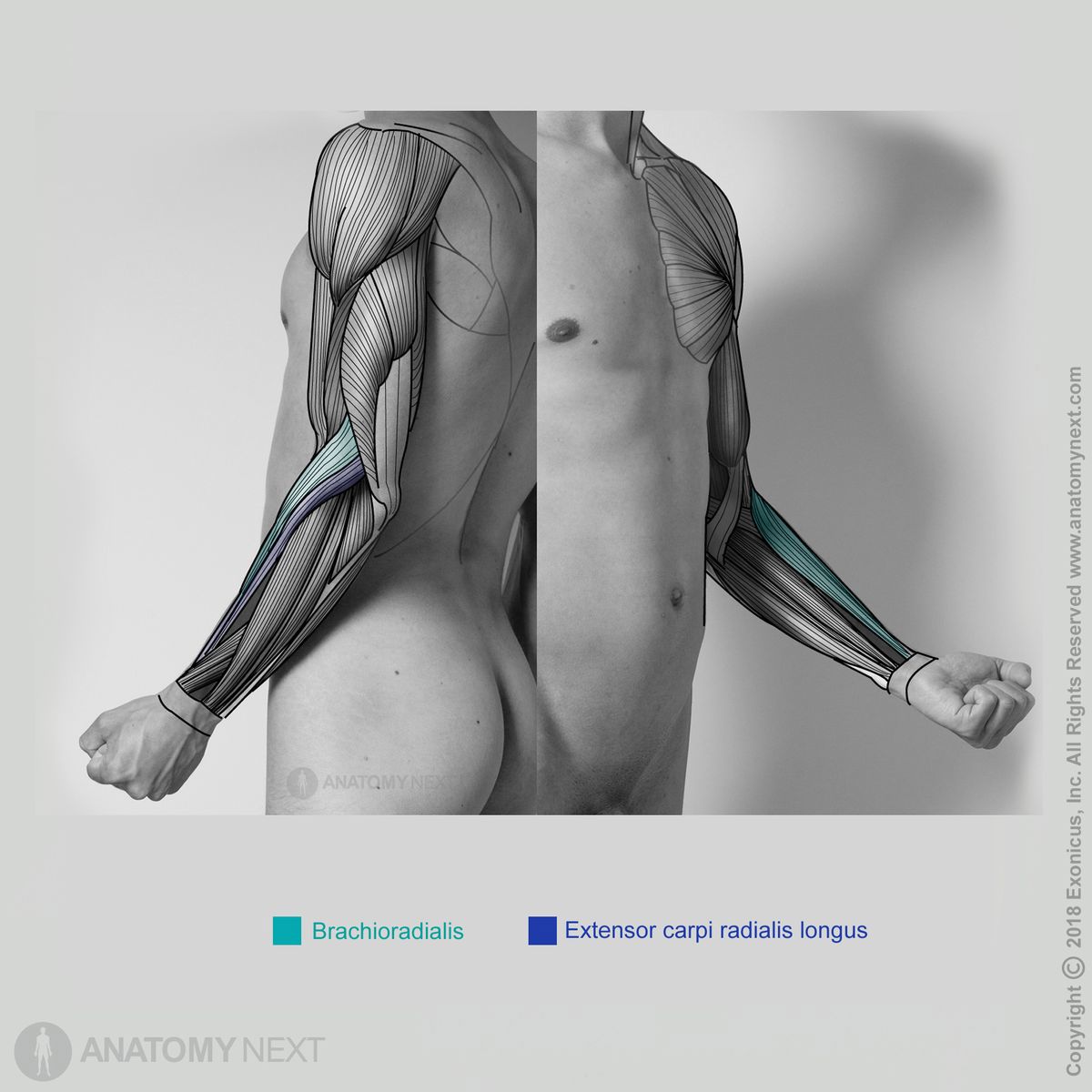 Brachioradialis, Extensor carpi radialis longus, Forearm muscles, Muscles of the forearm, Lateral compartment of forearm muscles, Lateral compartment muscles, Muscles of the upper limb, Arm muscles, Human muscles