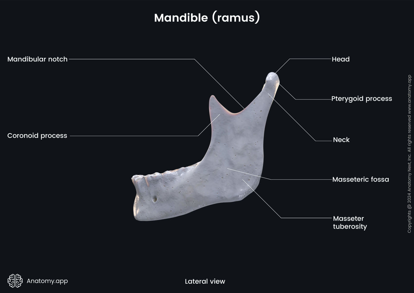 Ramus of mandible | Media Library | Anatomy.app | Learn anatomy | 3D ...