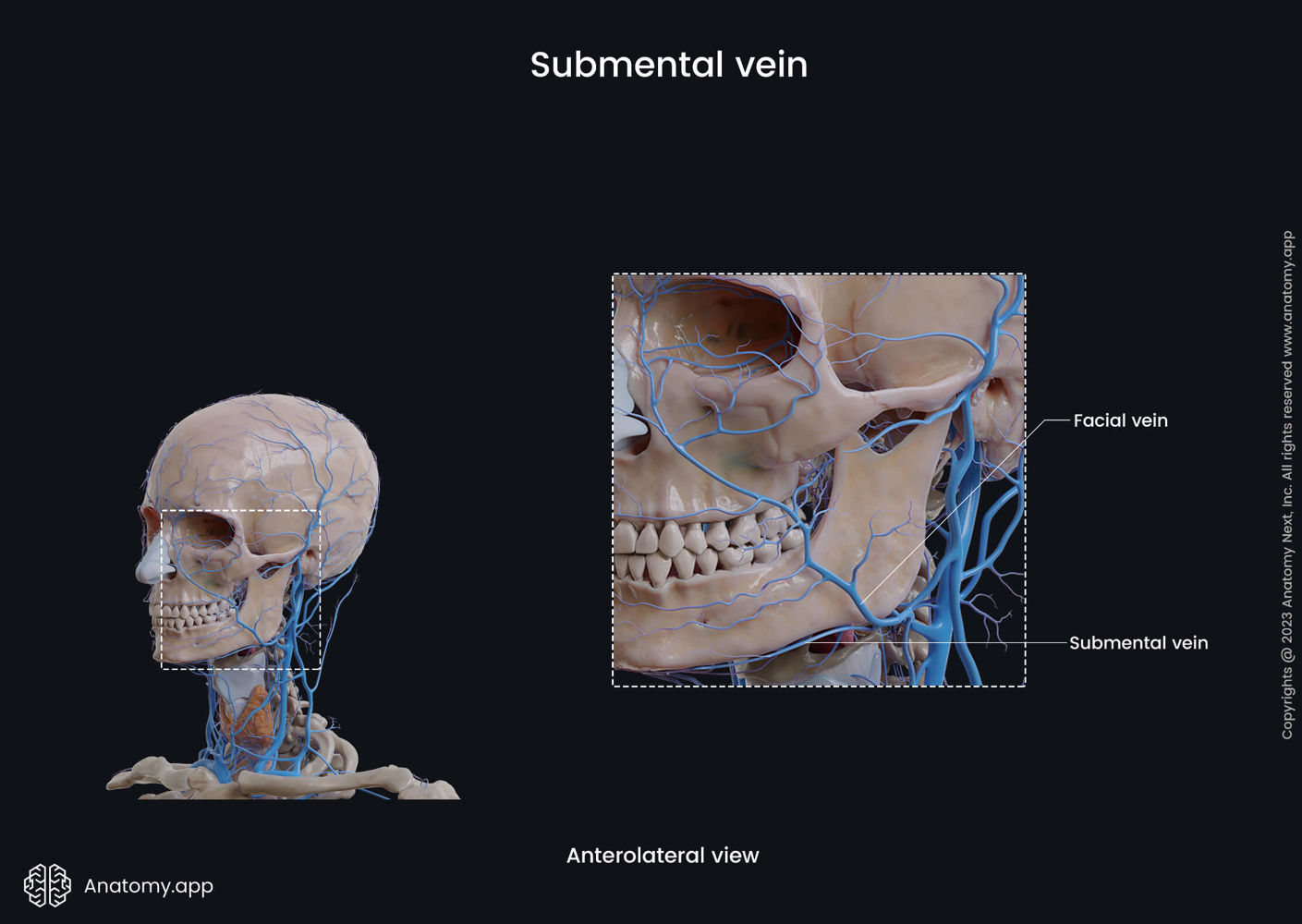 Submental vein | Anatomy.app