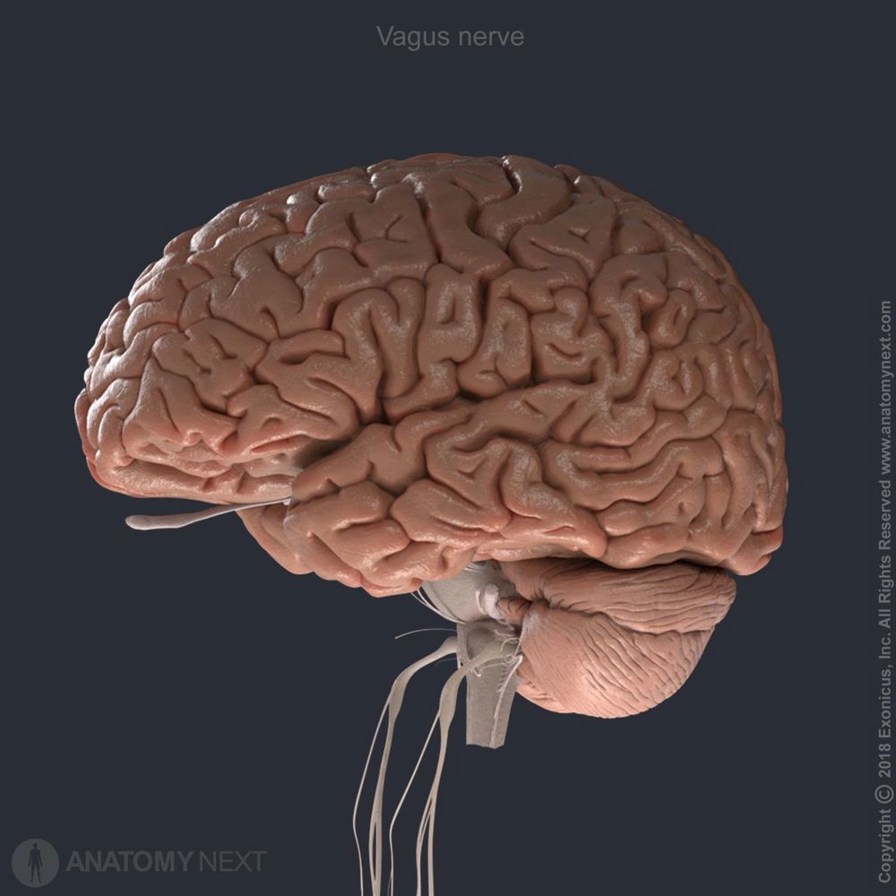 Upper part of vagus nerve (CN X) Biology Diagrams