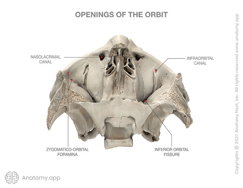 Openings in floor of orbit, superior view