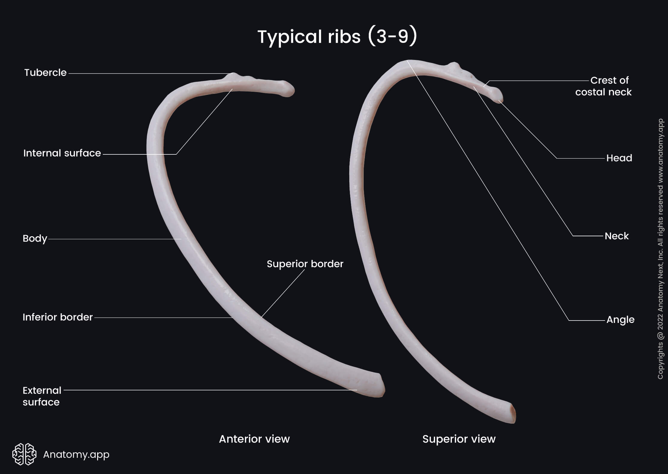 Landmarks of typical ribs (anterior and superior view) | Media Library ...