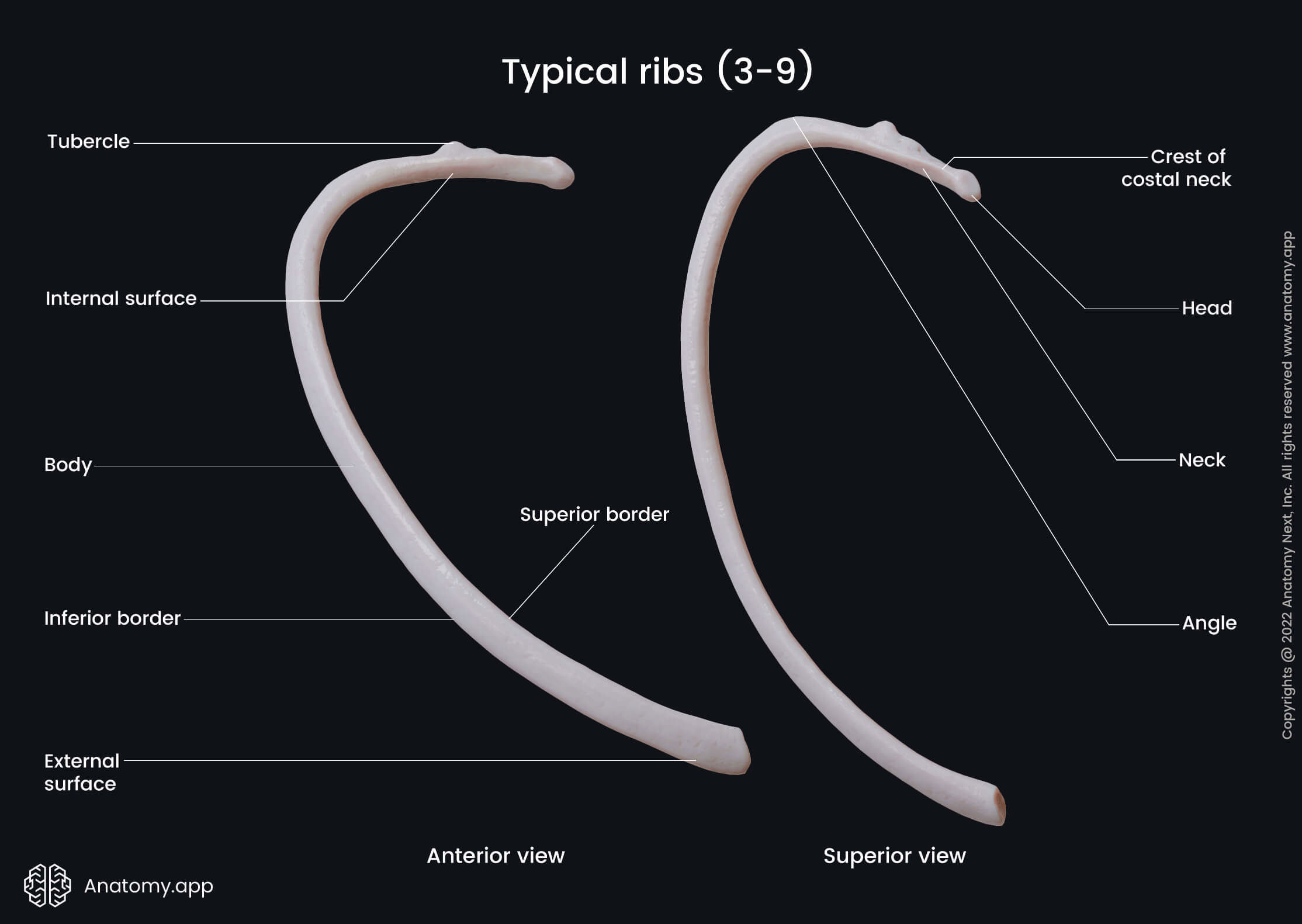 Thorax, Ribs, Landmarks of typical ribs, Thoracic vertebrae, Costal cartilages, Human rib, Superior view of rib, Anterior view of rib, Head of rib, Neck of rib, Costal angle, Tubercle of rib, Costal groove