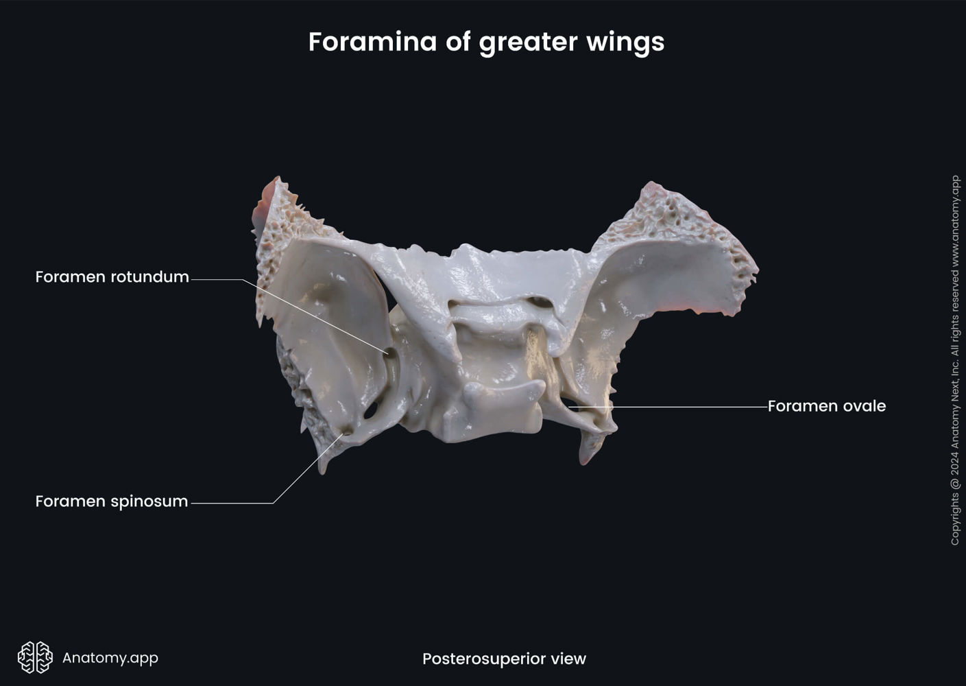 Foramina of greater wings (sphenoid) | Media Library | Anatomy.app ...