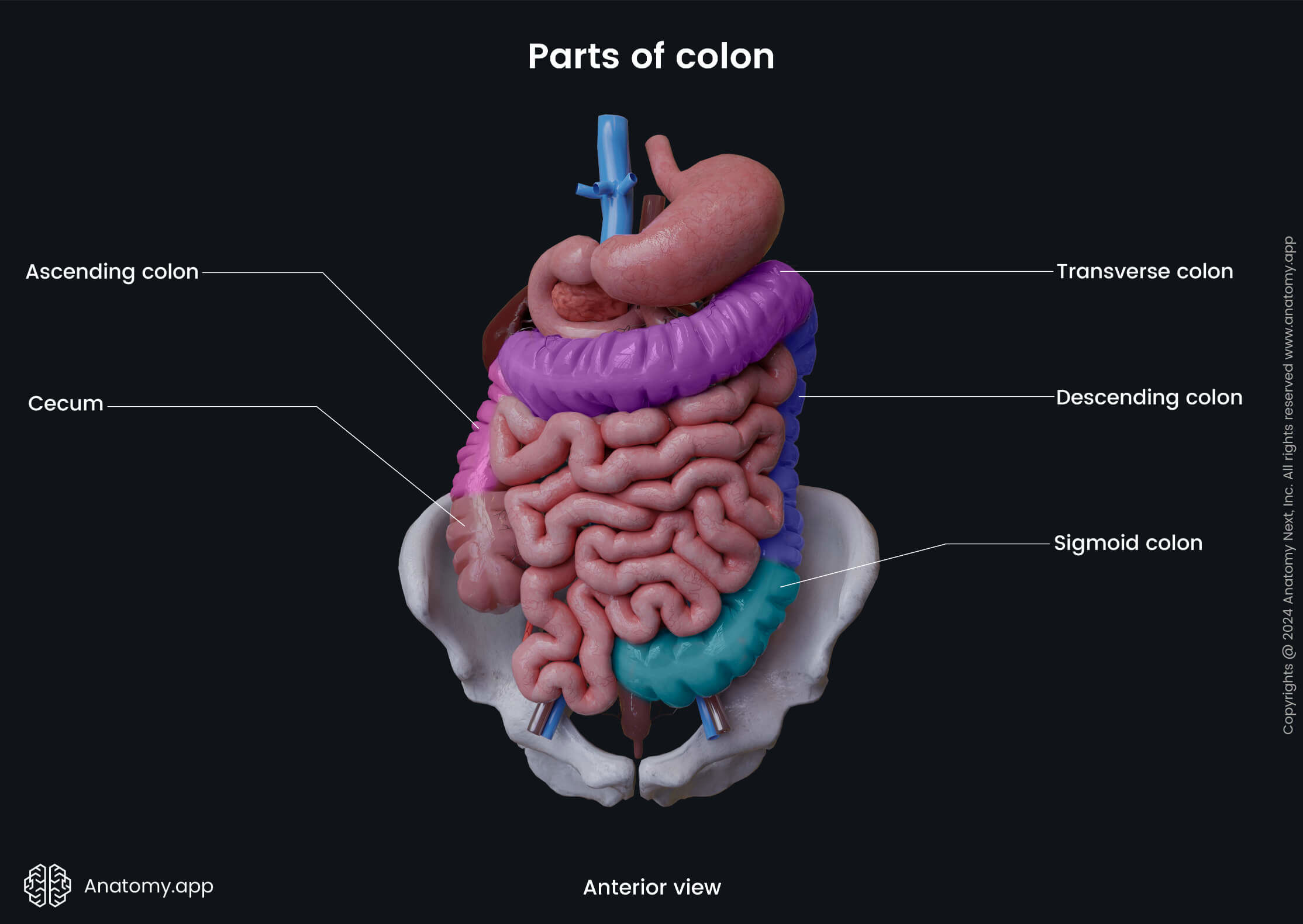 Abdomen, Digestive system, Gastrointestinal tract, Large intestine, Parts, Colon, Anterior view 