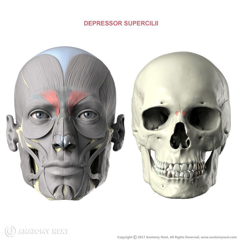 Depressor supercilii muscle with origin and insertion 