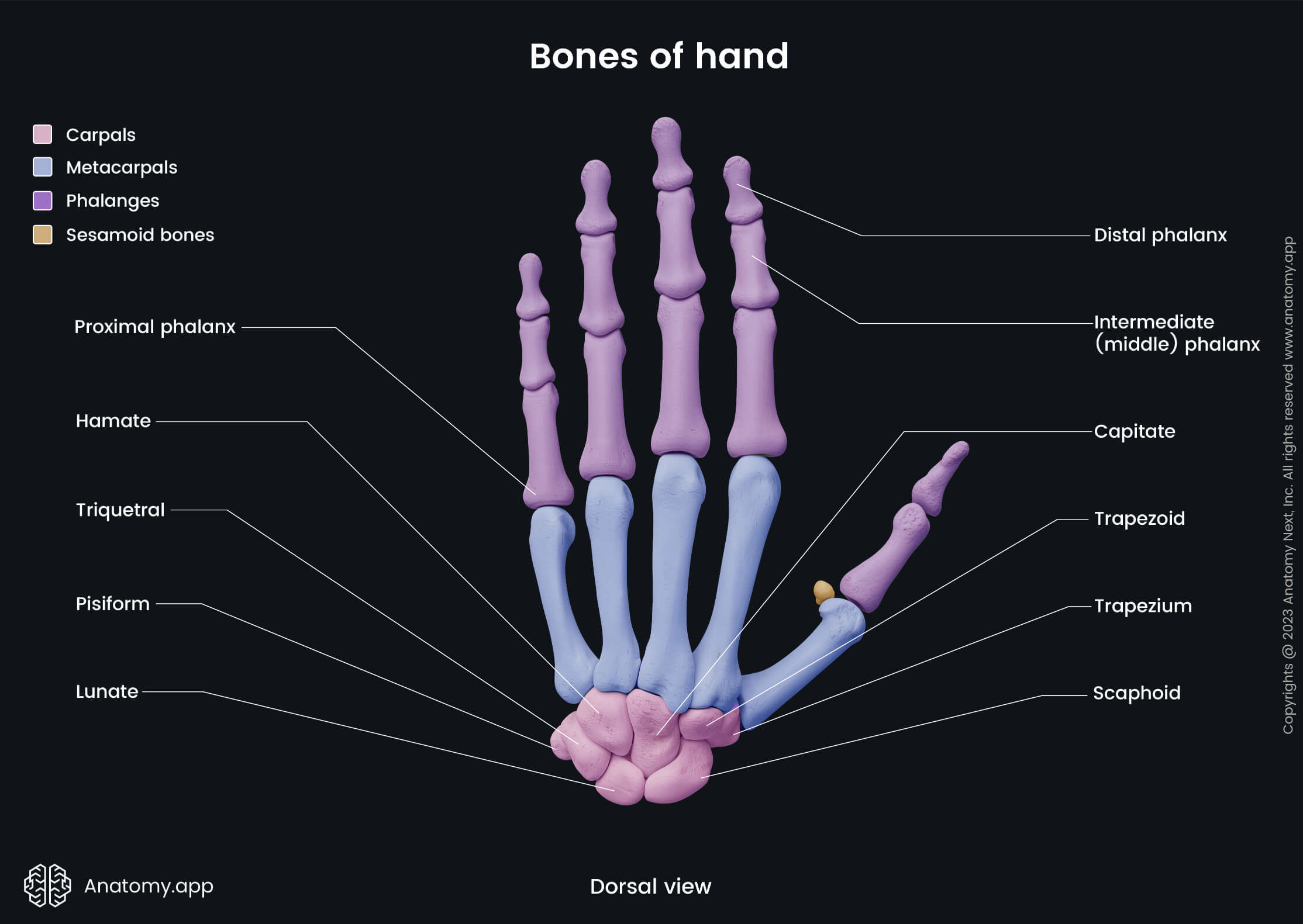 Upper limb, Bones of hand, Hand bones, Carpals, Metacarpals, Phalanges, Proximal phalanges, Intermediate phalanges, Distal phalanges, Human hand, Human skeleton, Sesamoid bones, Capitate, Hamate, Lunate, Scaphoid, Pisiform, Triquetral, Trapezium, Trapezoid, Dorsal view