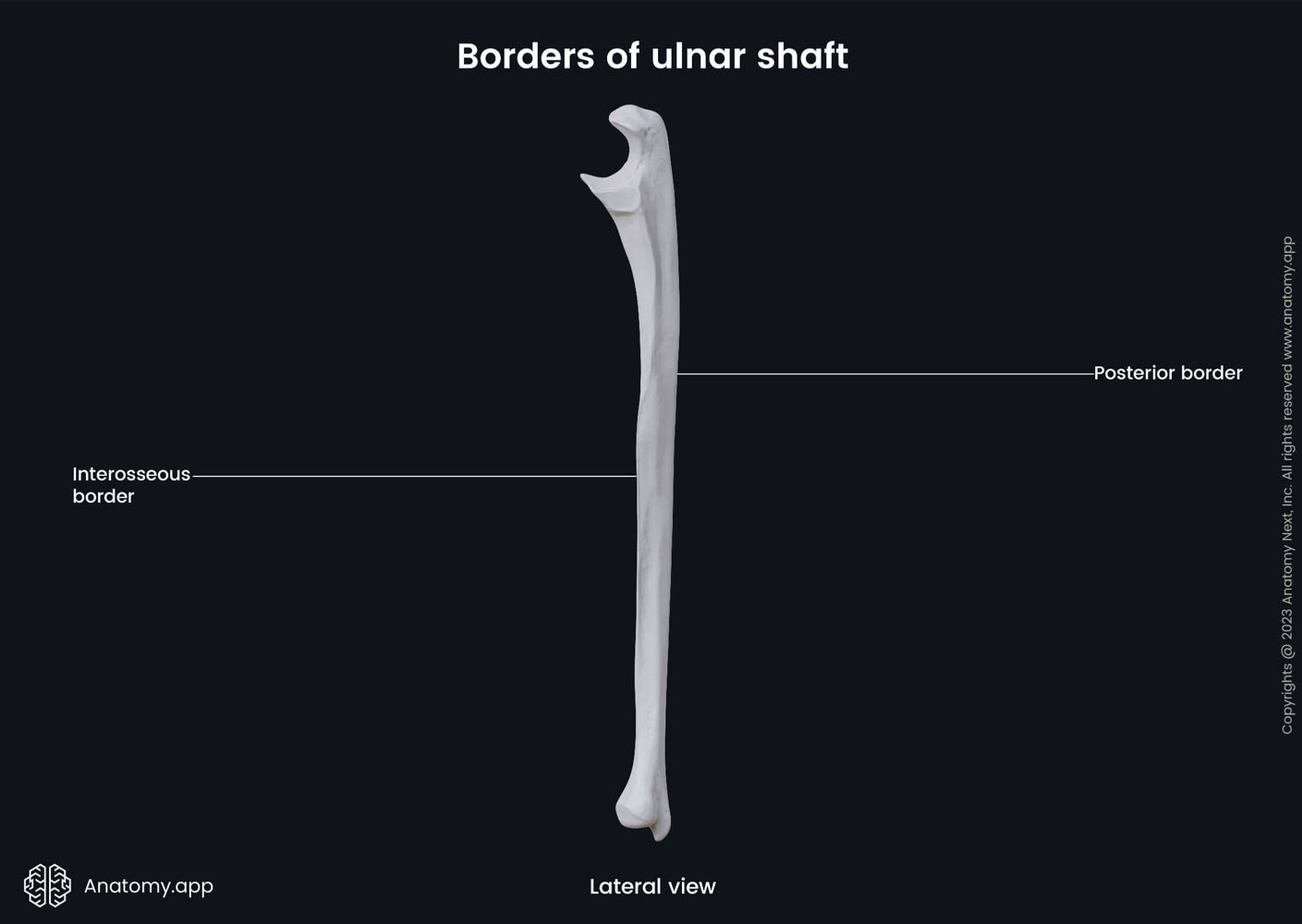 Borders of ulnar shaft (lateral view) | Media Library | Anatomy.app ...