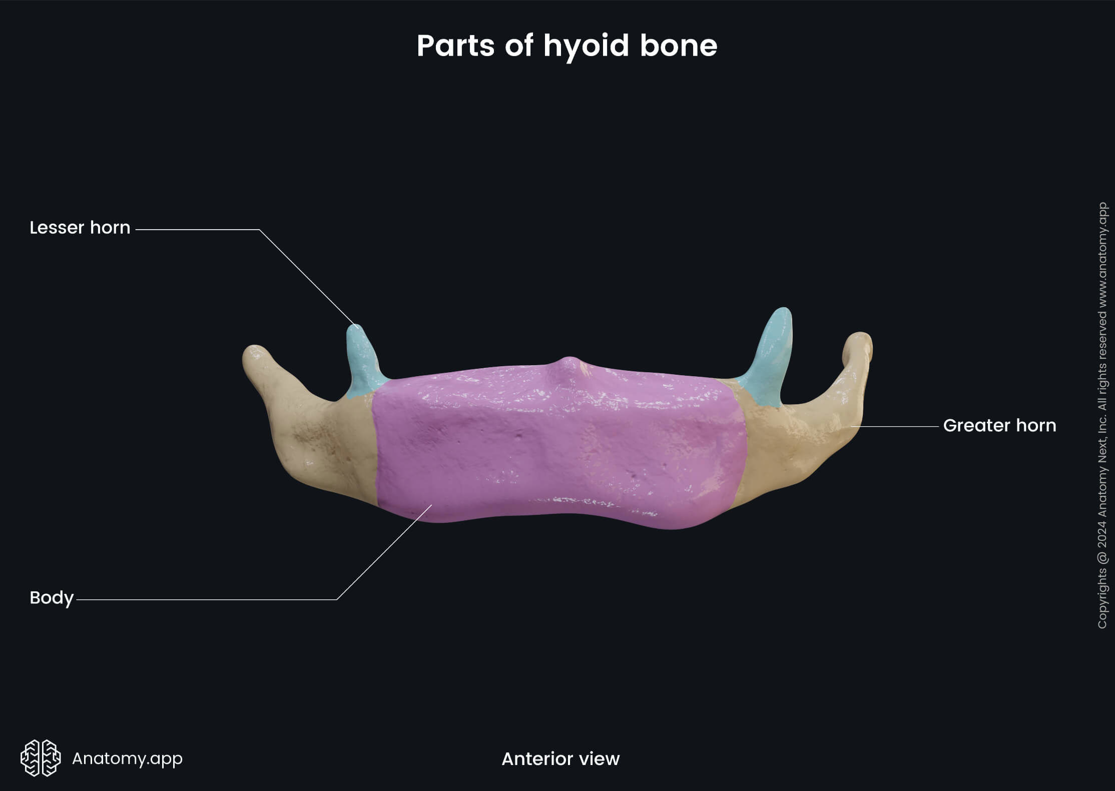 Head and neck, Skeletal system, Skull, Cranium, Viscerocranium, Bones, Hyoid bone, Parts, Lesser horn, Greater horn, Body, Anterior view