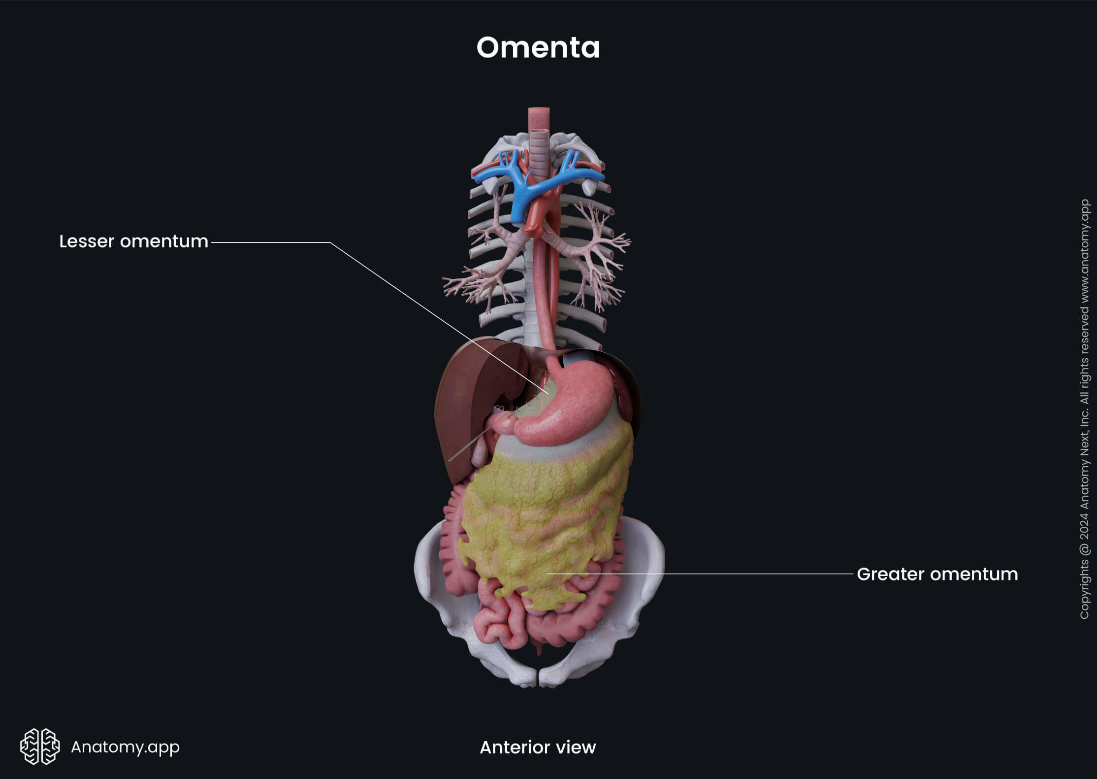 Abdomen, Digestive system, Digestive tract, Gastrointestinal system, Stomach, Ligaments, Lesser omentum, Greater omentum, Anterior view