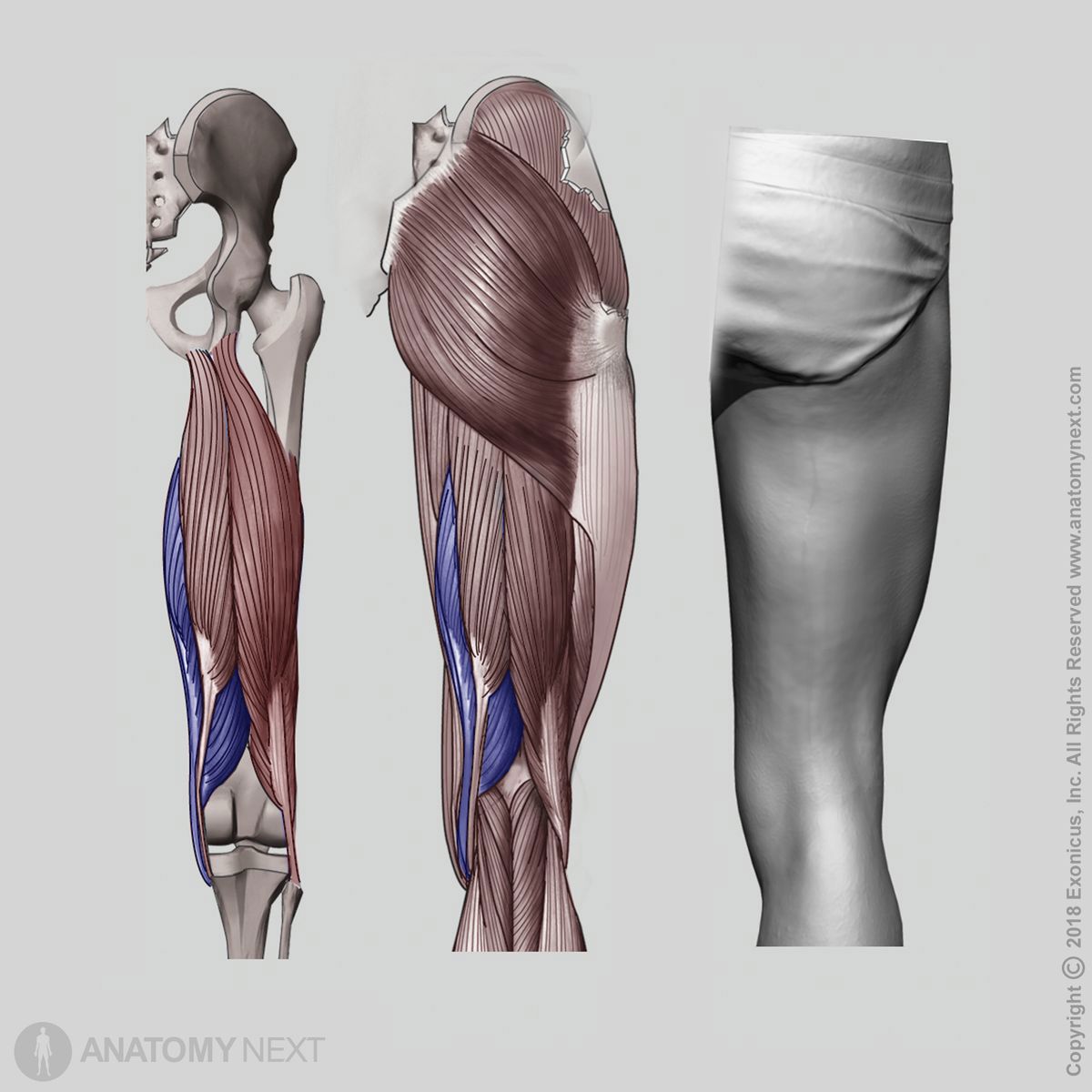 Semimembranosus, Posterior view of semimembranosus, Posterior compartment of thigh, Posterior compartment muscles, Thigh muscles, Human thigh, Hamstring muscles