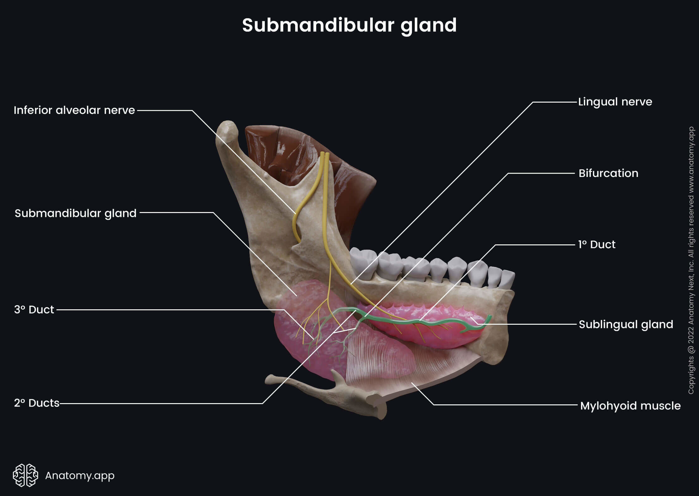 Salivary glands, Submandibular gland, Sublingual gland, Submandibular duct, Wharton's duct, Mandible, Lower jaw, Mandibular teeth