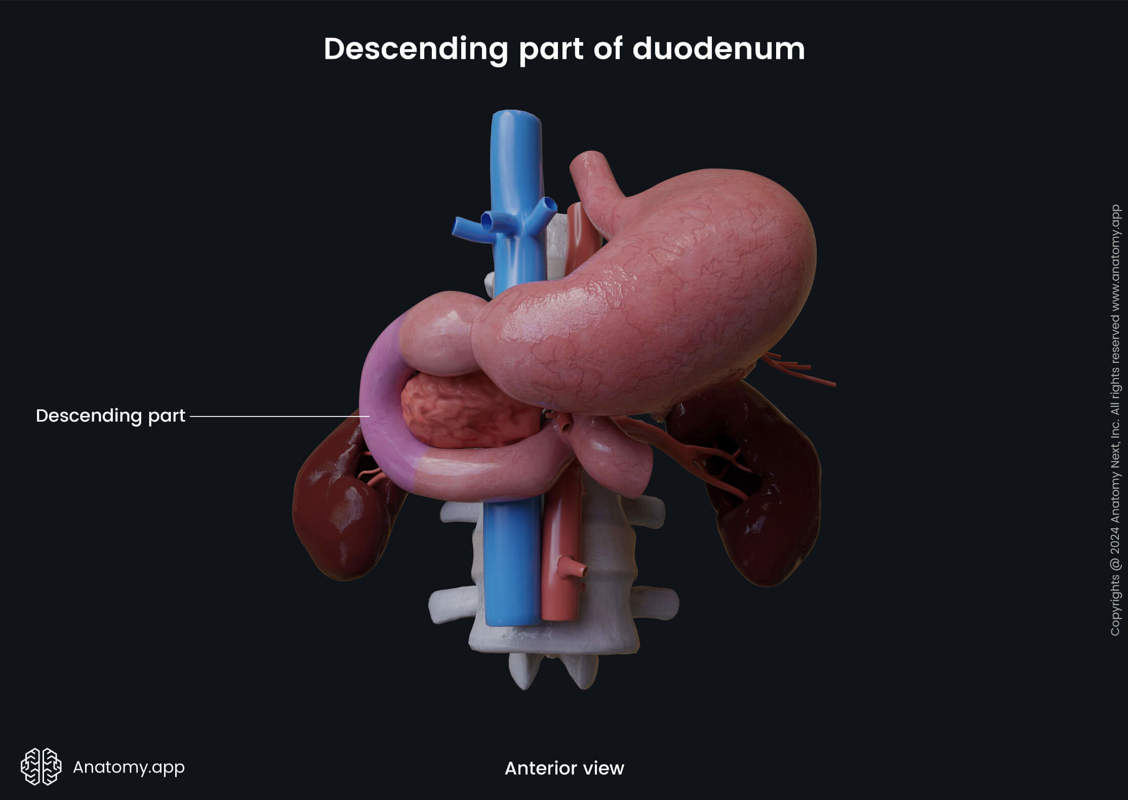 strointestinal tract, Intestines, Small intestine, Duodenum, Parts, Descending part, Anterior view