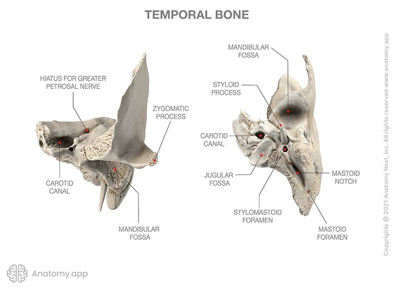 Temporal bone with landmarks, two views (anterior, posterior)