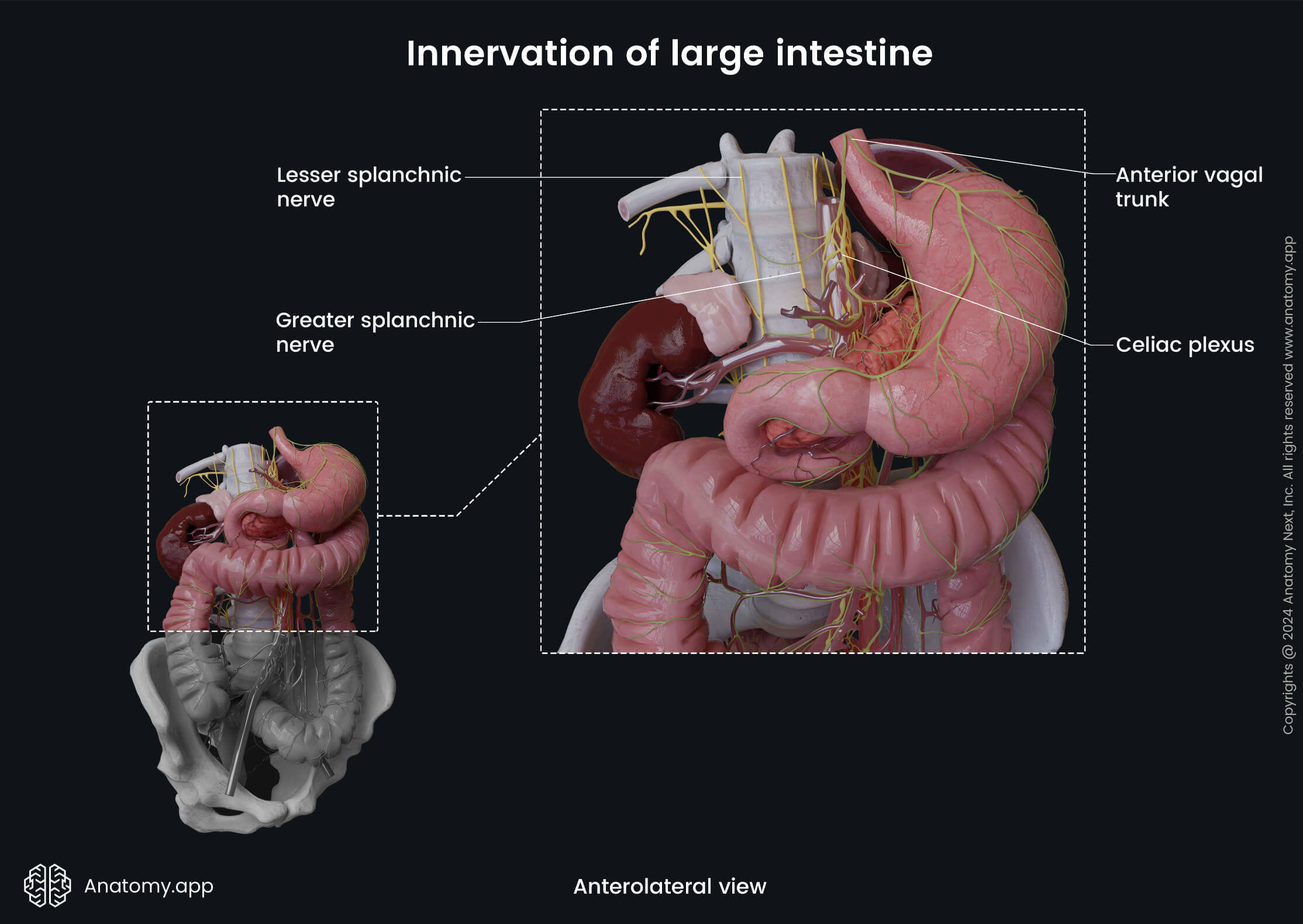 Abdomen, Digestive system, Gastrointestinal tract, Large intestine, Colon, Rectum, Anal canal, Innervation, Anterolateral view