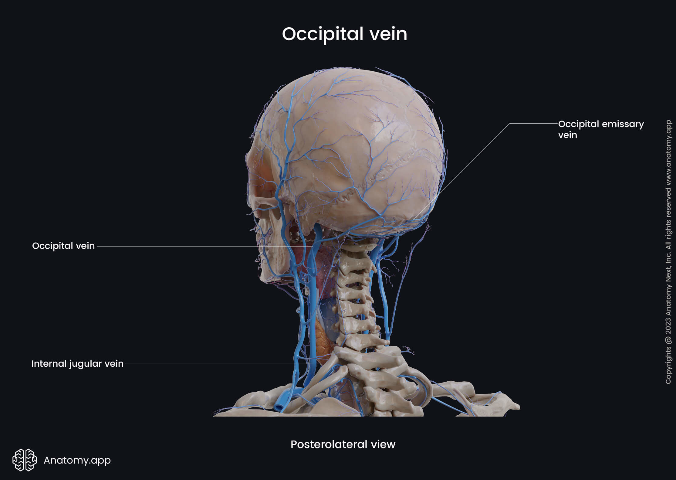 Head and neck veins, Extracranial veins, Occipital vein, Tributaries, Posterolateral view