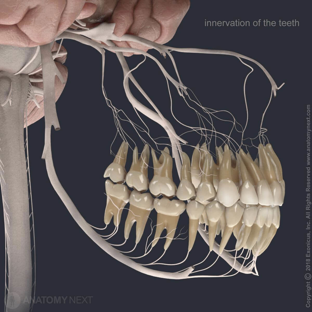 Teeth, Mandibular teeth, Maxillary teeth, Innervation, Maxillary nerve (CN V2), Mandibular nerve (CN V3), Trigeminal nerve (CN V), Brain, Spinal cord