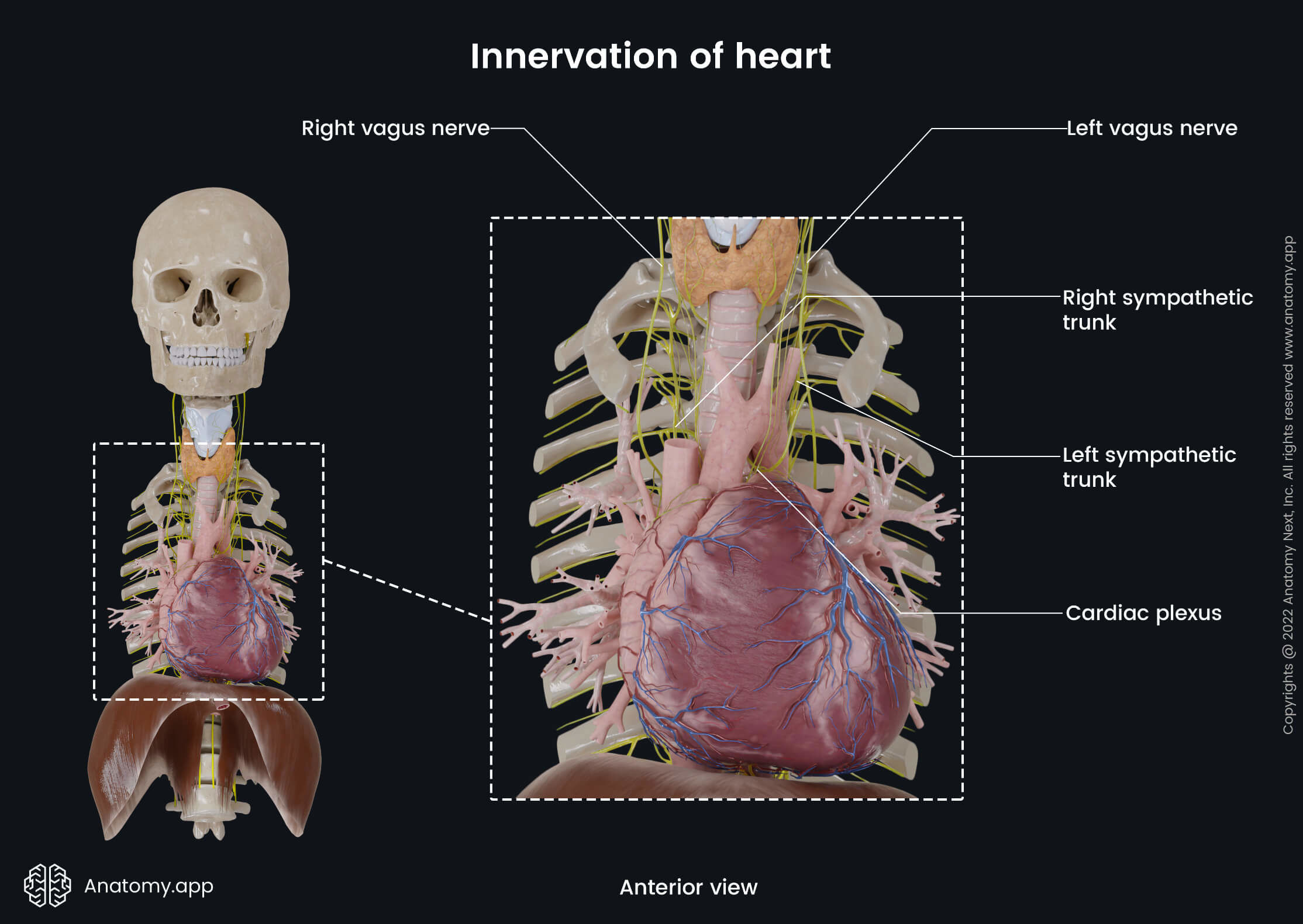 Heart, Thorax, Diaphragm, Heart innervation, Vagus nerves, Sympathetic trunks, Cardiac plexuses, Anterior view